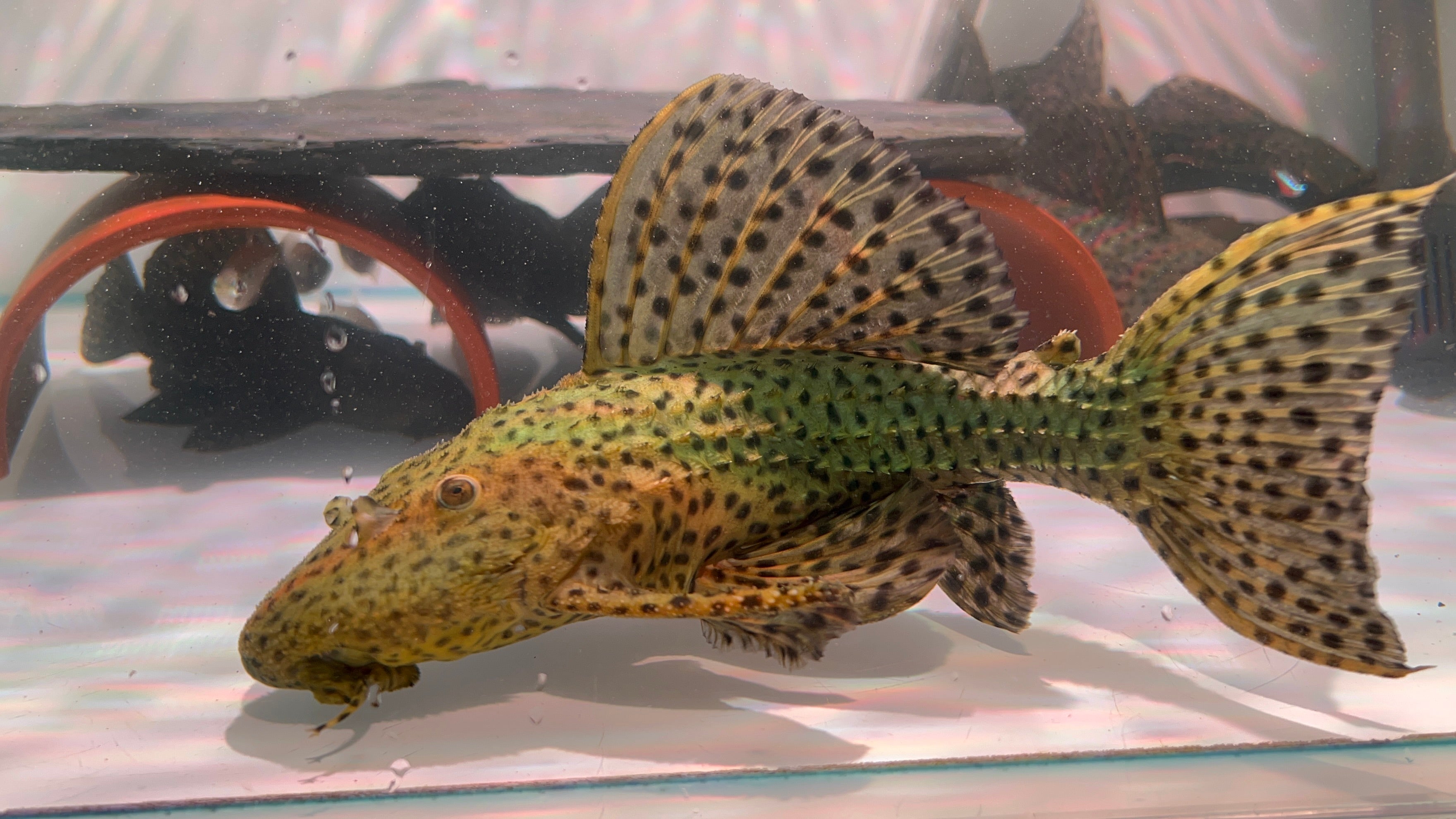 L96野生魚魚道實拍