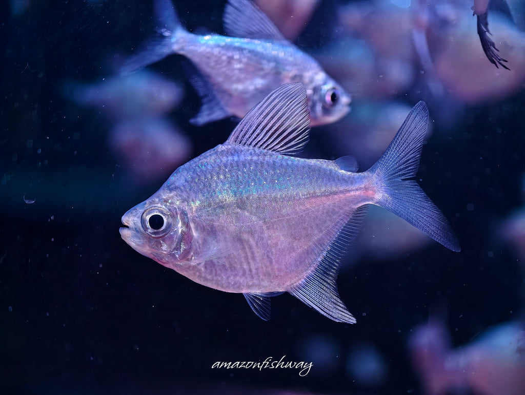 藍線銀鱗燈 Poptella compressa