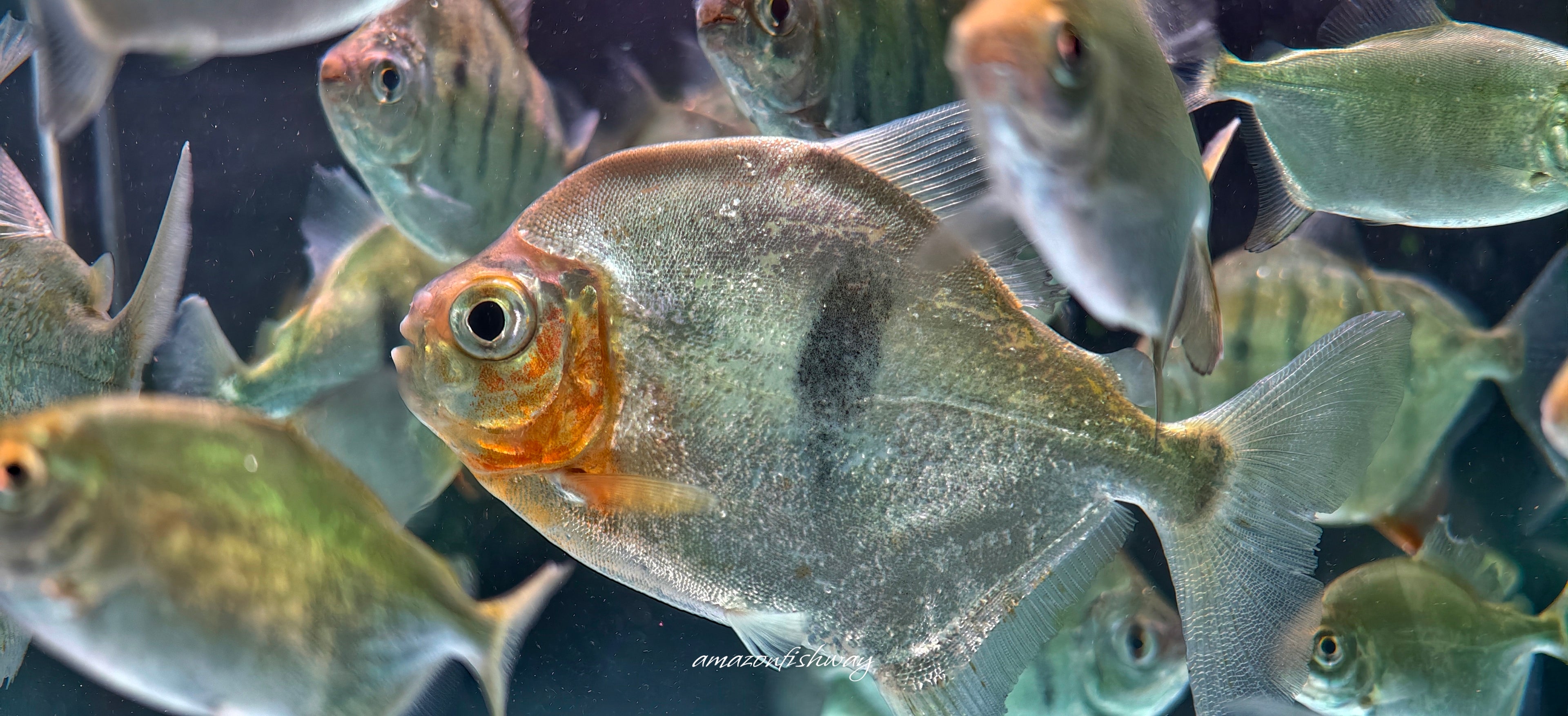 紫艷銀板野生魚魚道實拍 