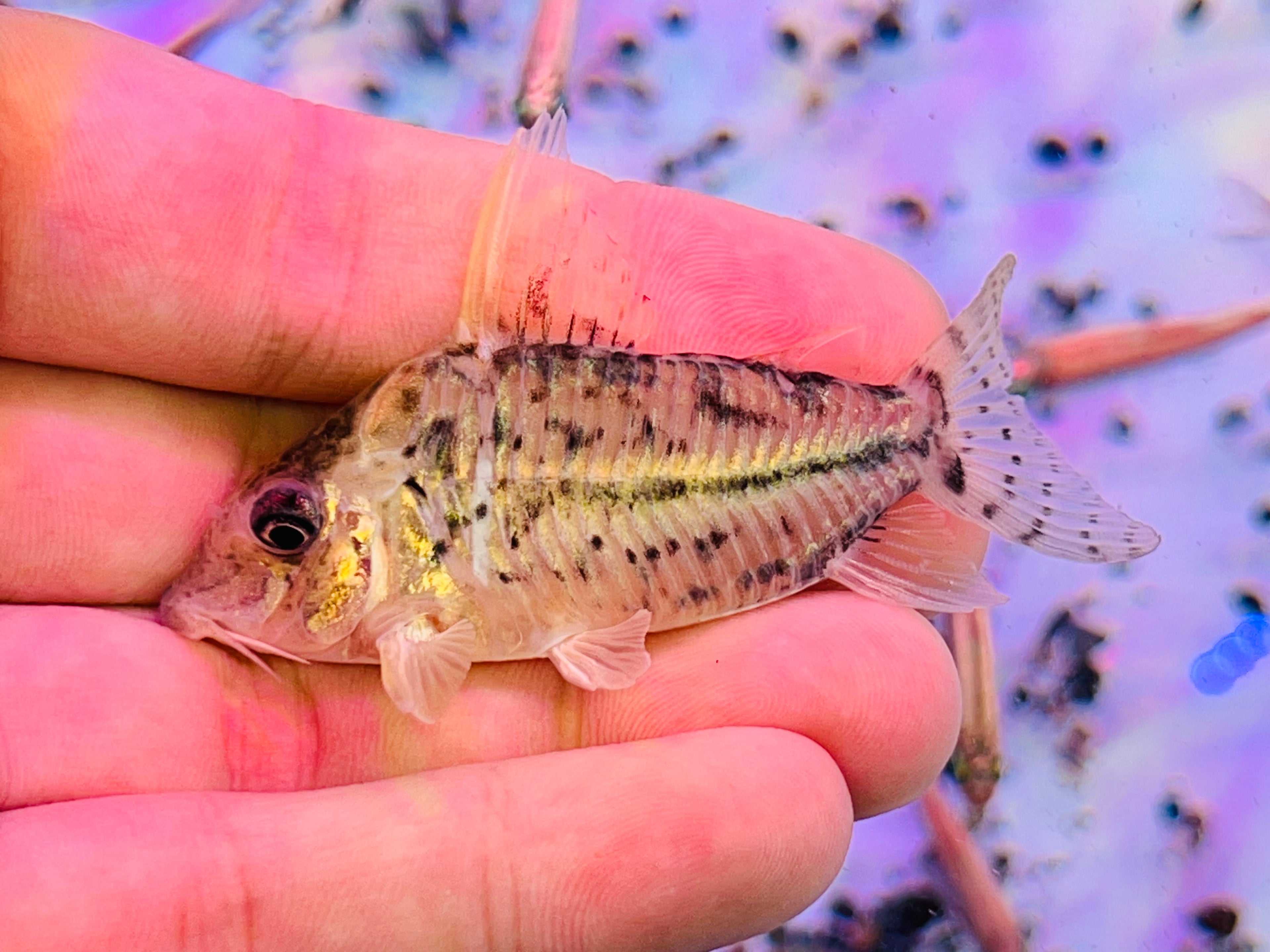 仆卡鼠野生魚實拍 -
AMAZONFISHWAY 魚道