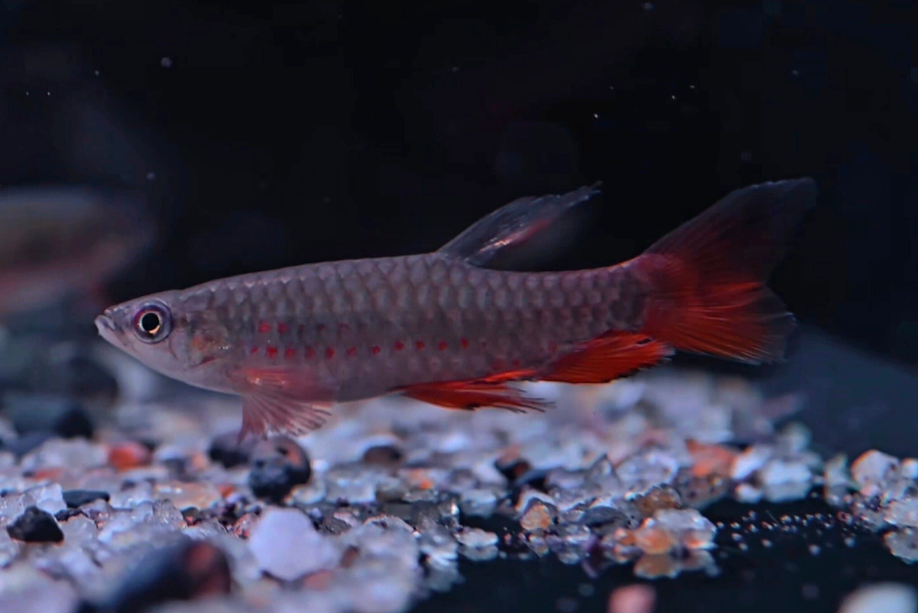 古塔塔淺水魚野生魚魚道實拍 