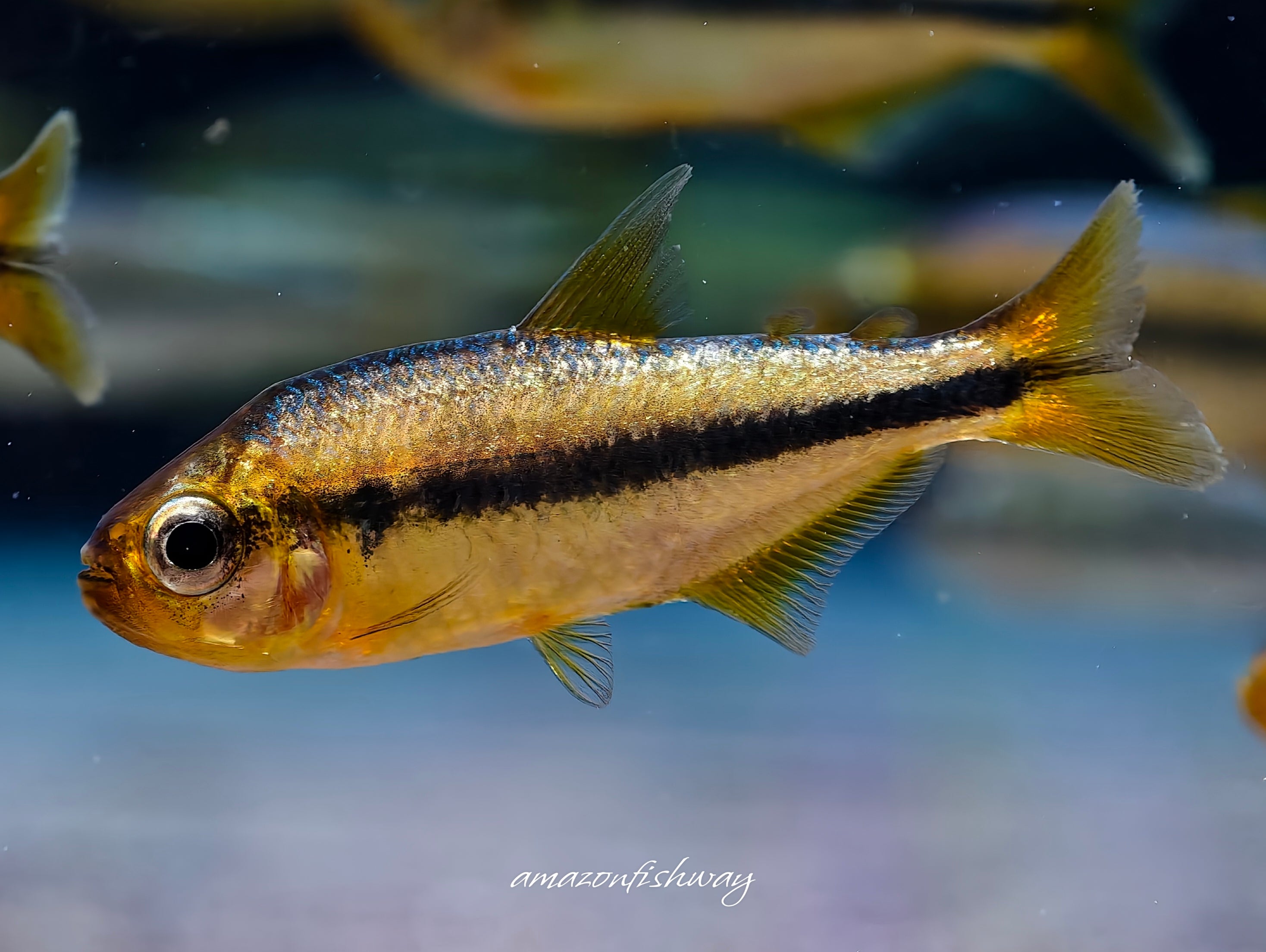 白金杏月可卡燈野生魚魚道實拍 