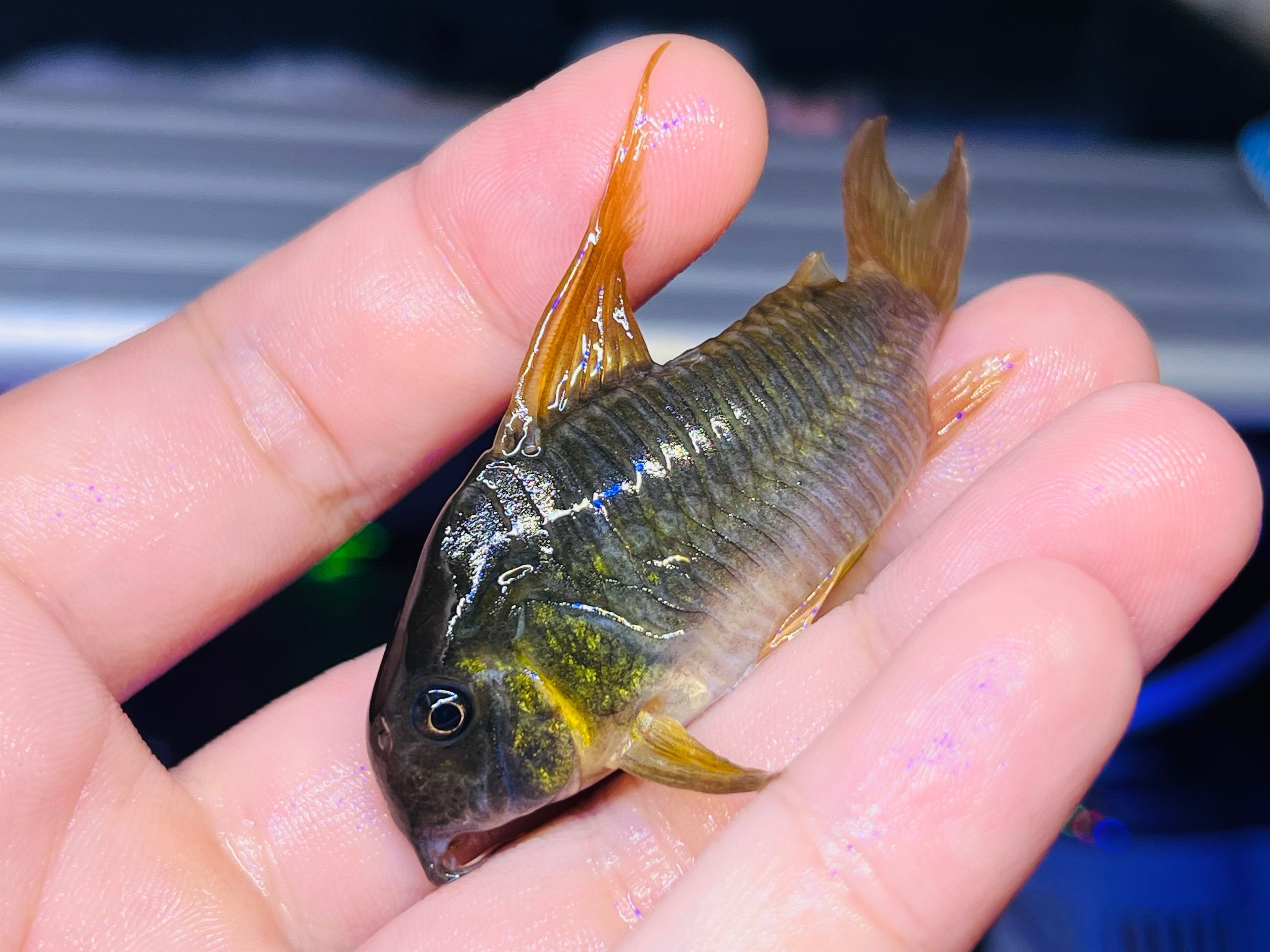 紅帆鼠野生魚實拍 -
AMAZONFISHWAY 魚道