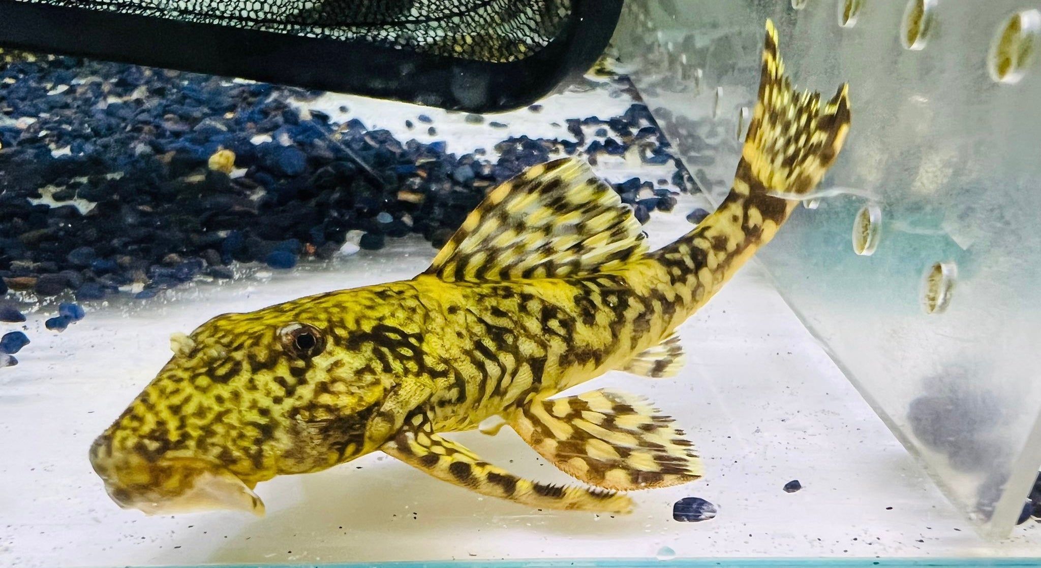 變色龍野生魚魚道實拍 