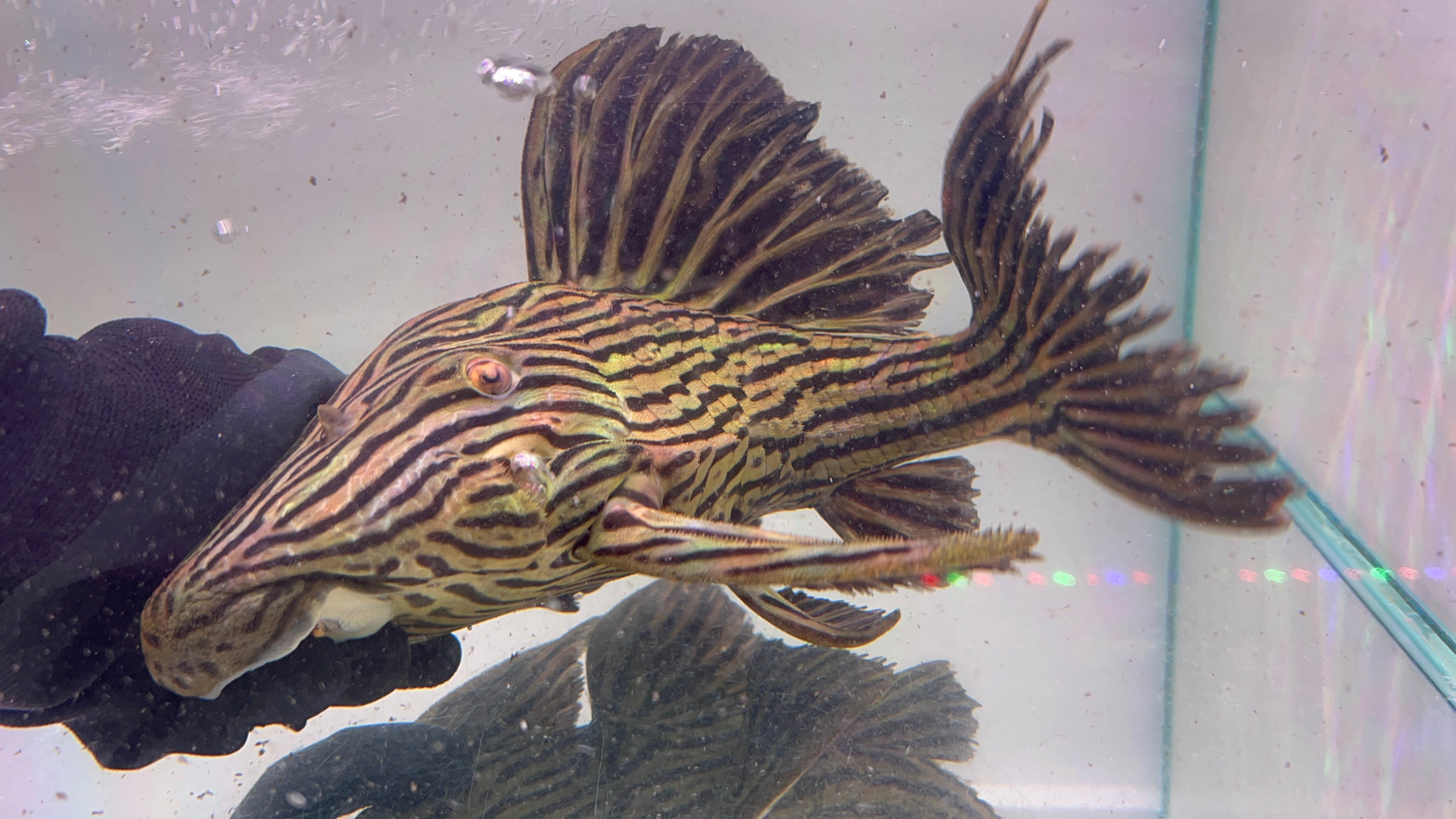 L27D野生魚魚道實拍 