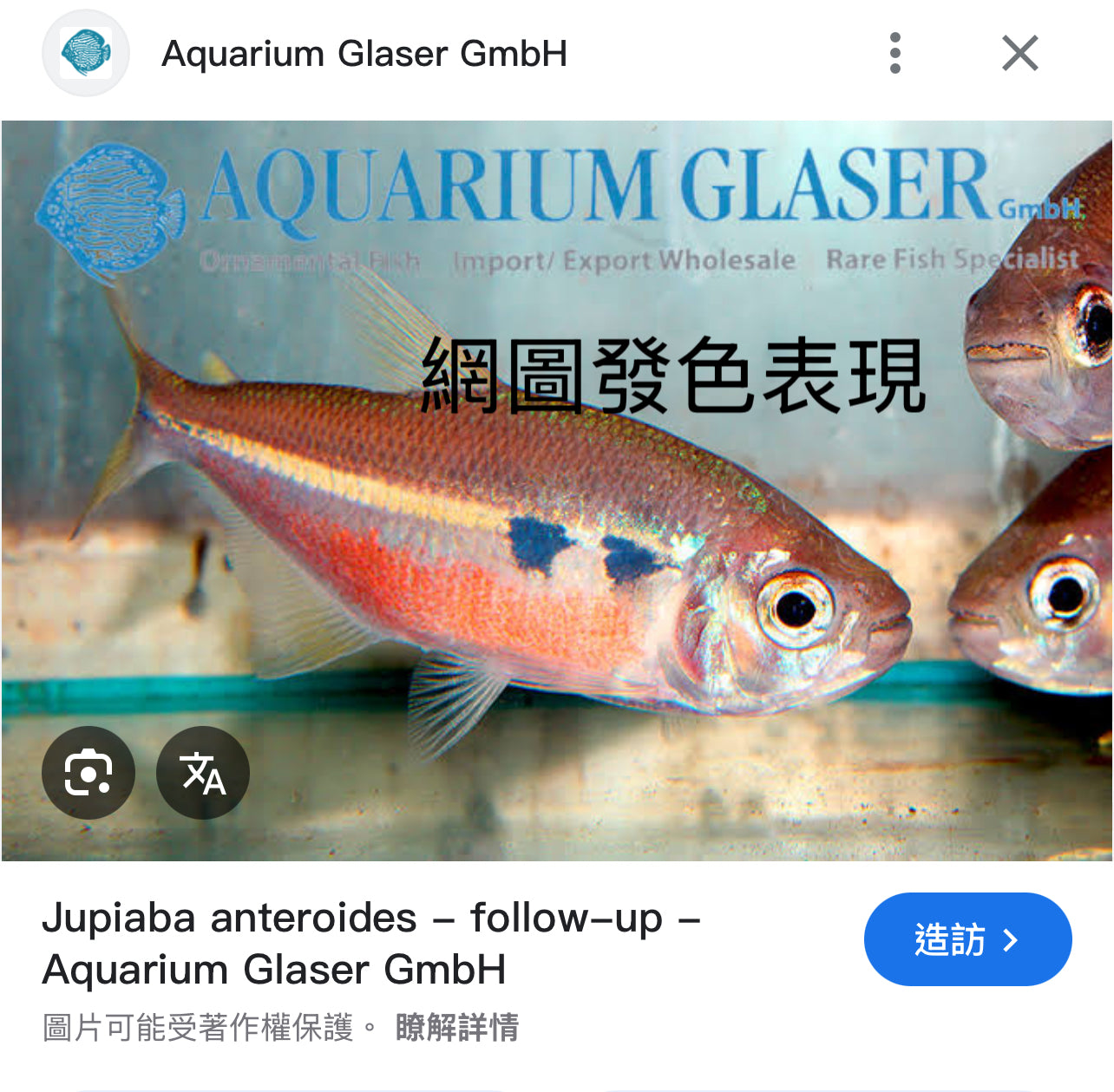 粉紅鑽石河虎