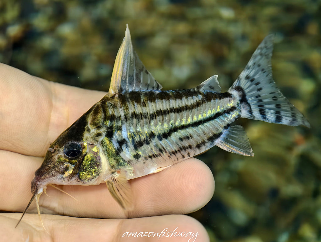 巨仆卡野生魚魚道實拍 