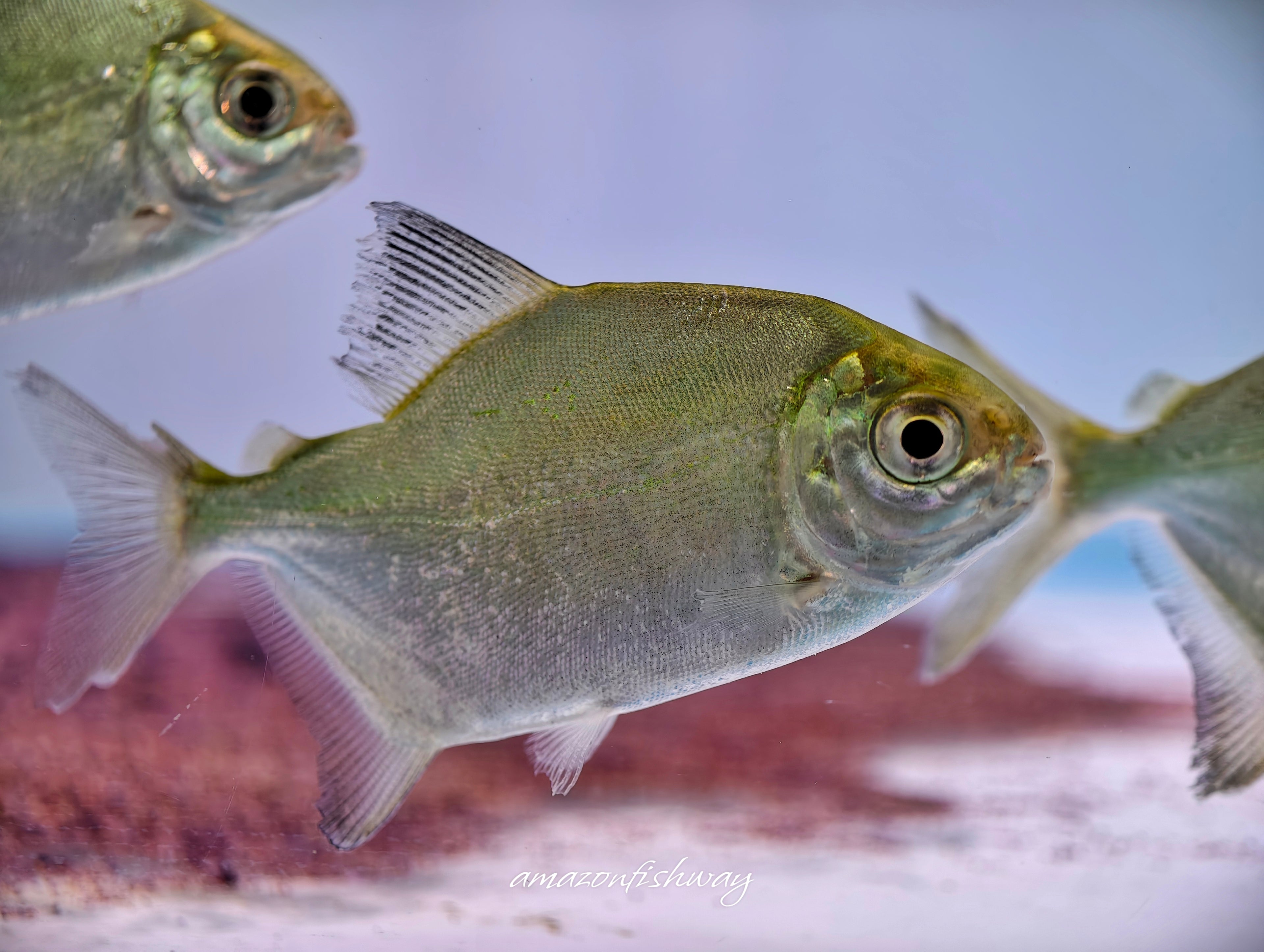 黃斑馬暴君巨鯧 野生魚魚道實拍 