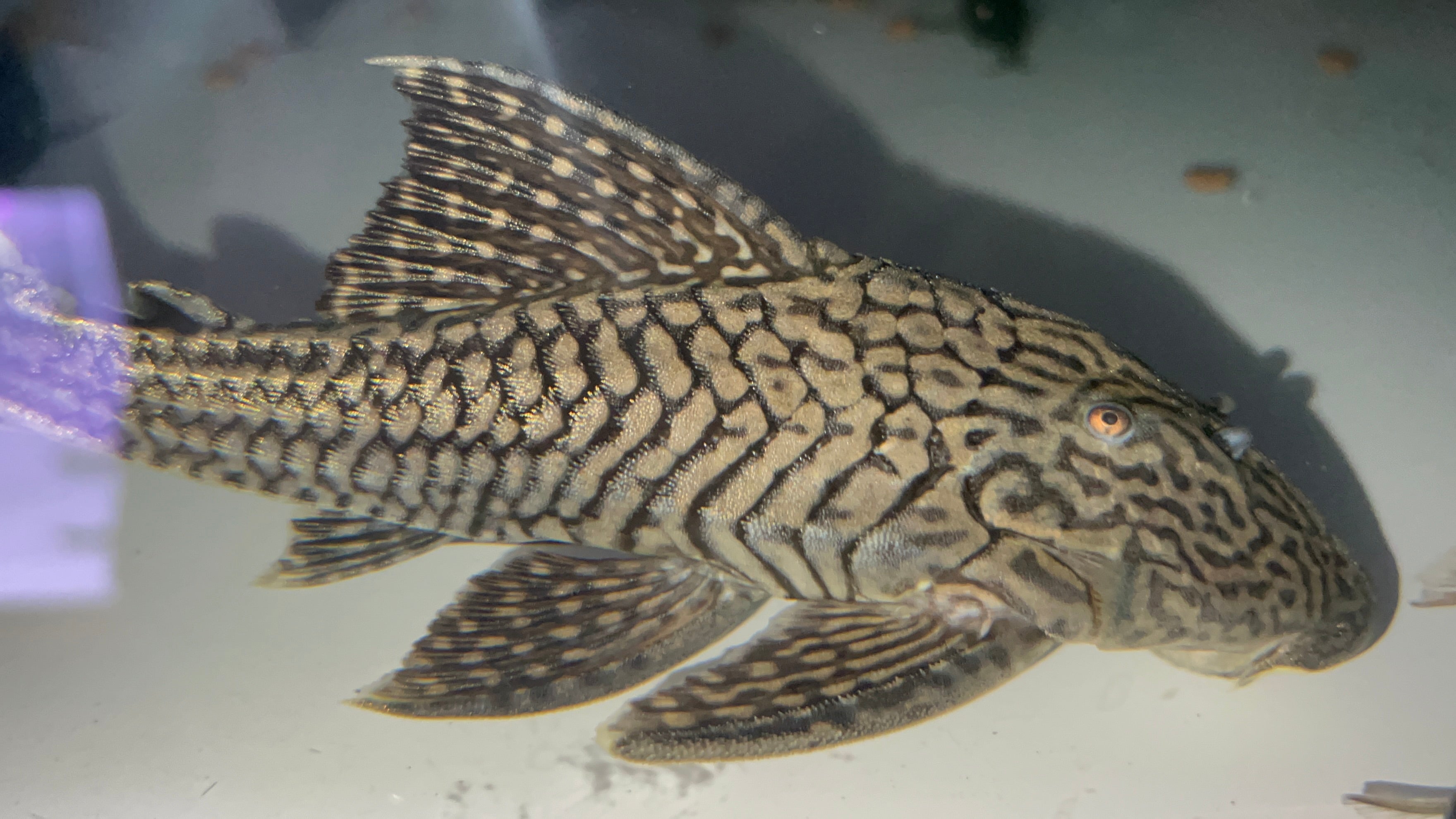 L90J野生魚魚道實拍 