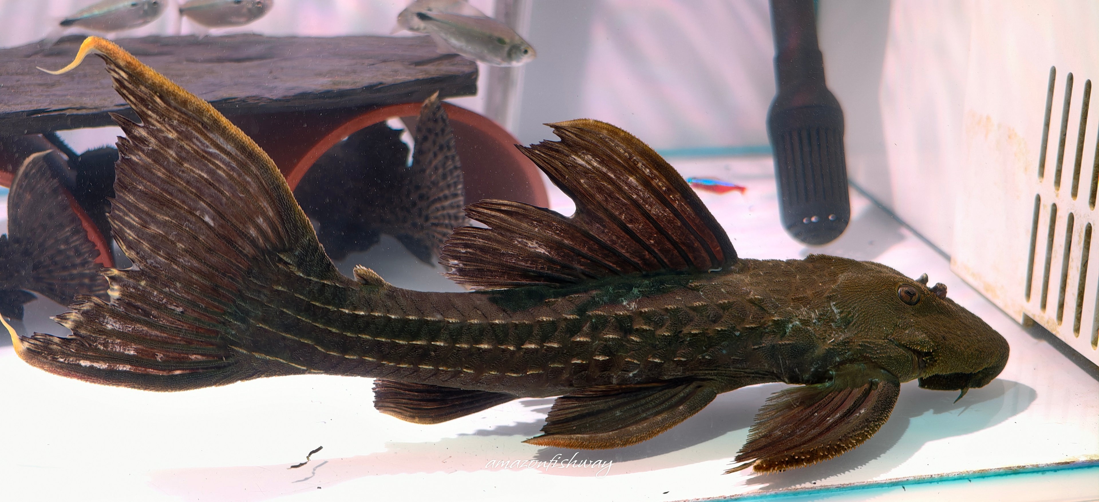 L2464 Pseudacanthicus sp