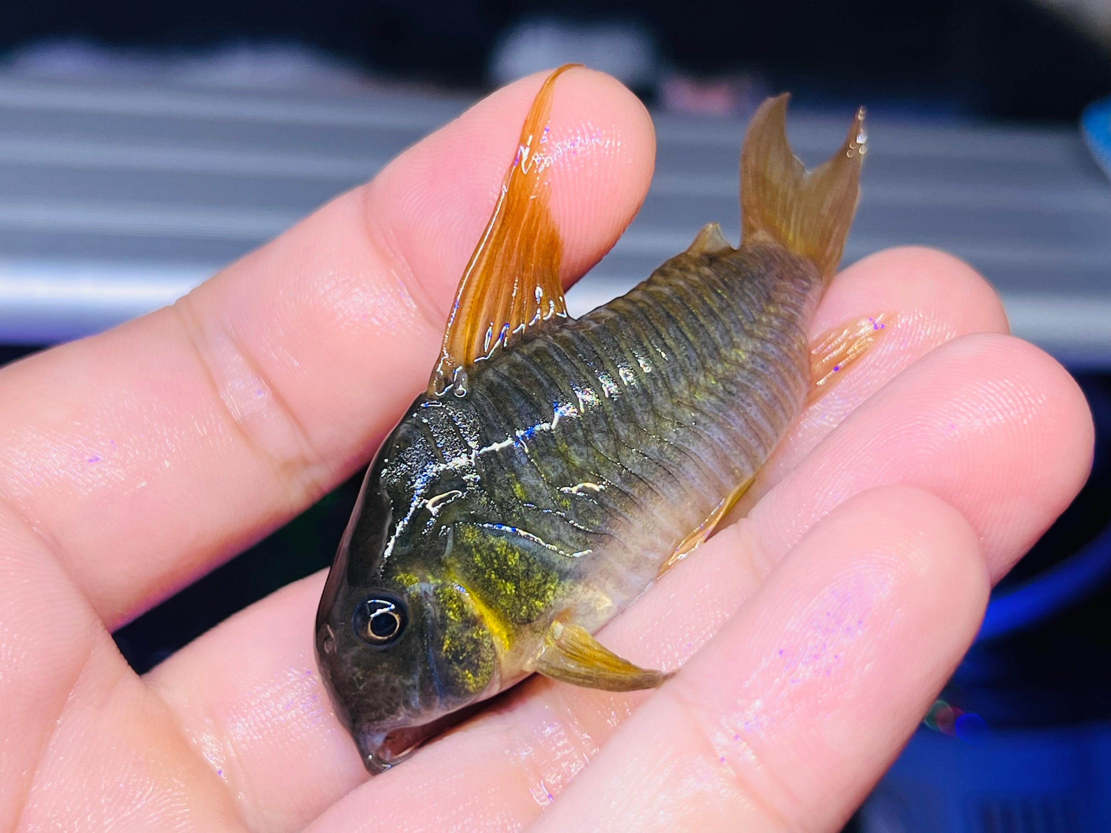紅帆鼠野生魚實拍 -
AMAZONFISHWAY 魚道