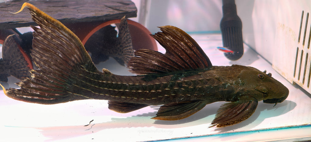 L2464 Pseudacanthicus sp
