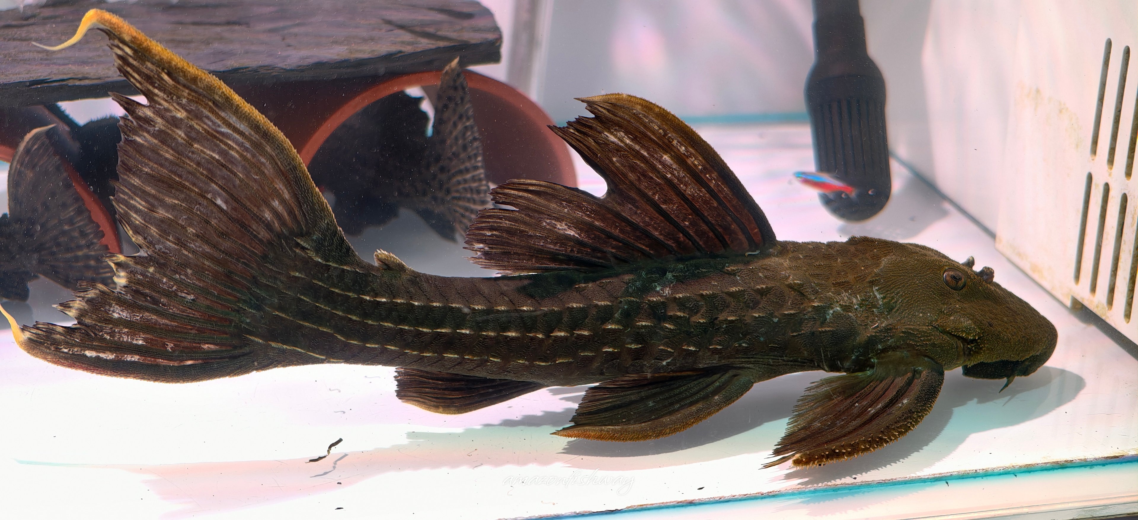 L2464 Pseudacanthicus sp
