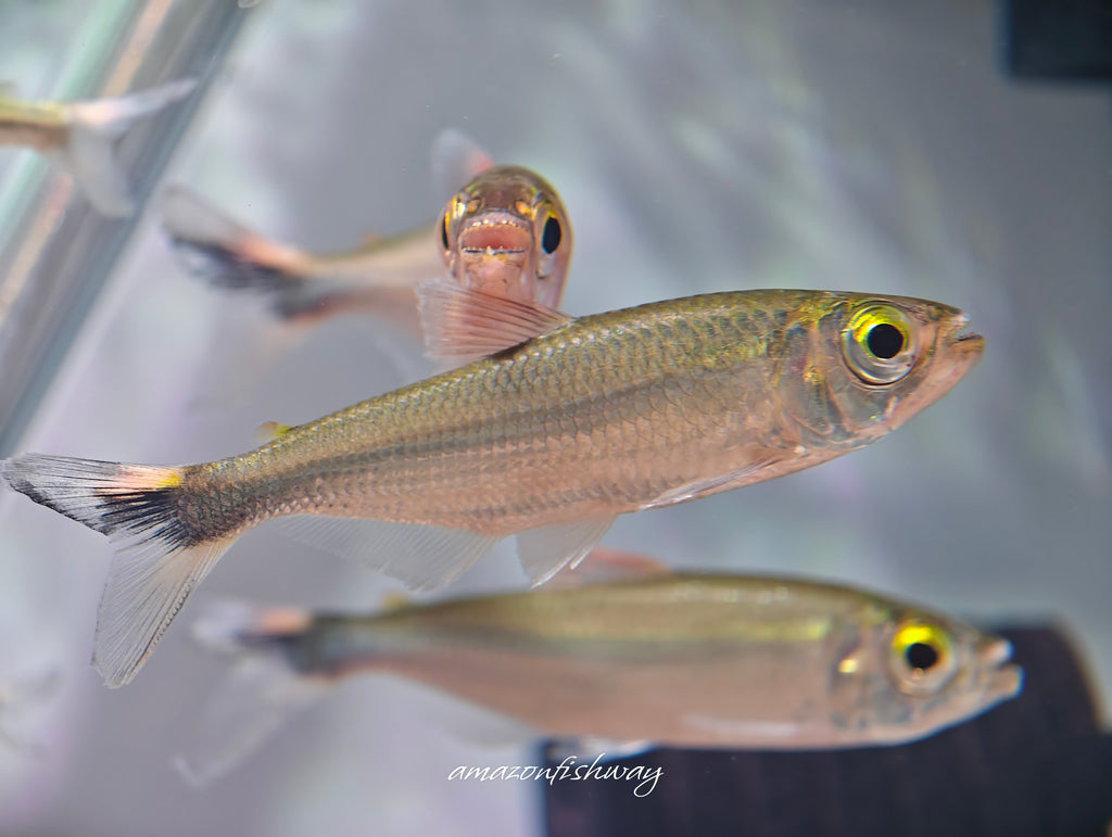 赤焰企鵝河虎野生魚魚道實拍 