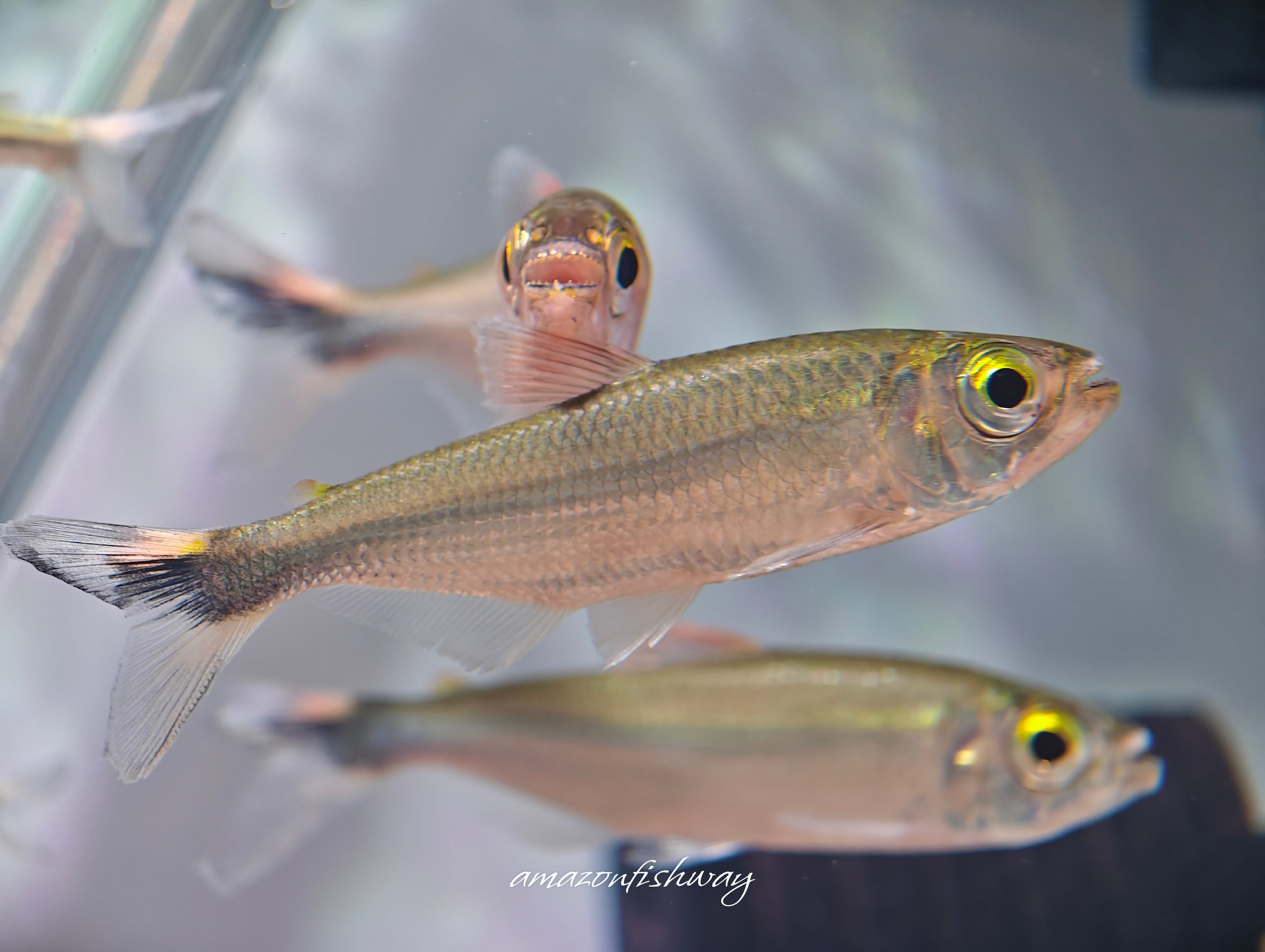 赤焰企鵝河虎野生魚魚道實拍 