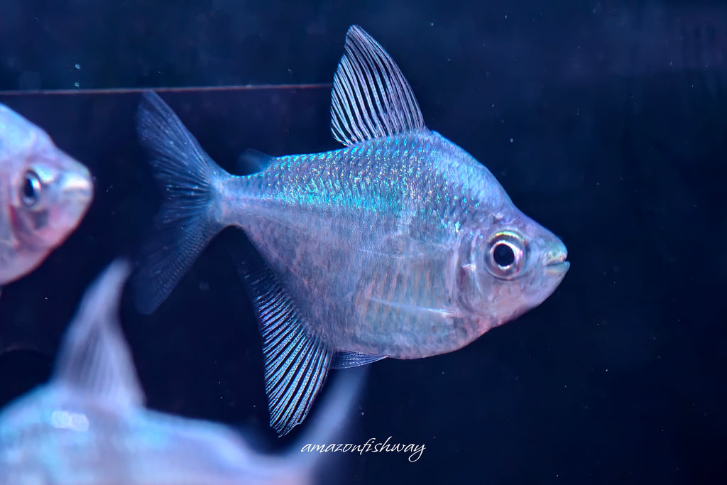 藍線銀鱗燈 Poptella compressa
