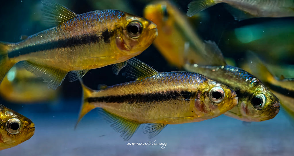 白金杏月可卡燈野生魚魚道實拍 