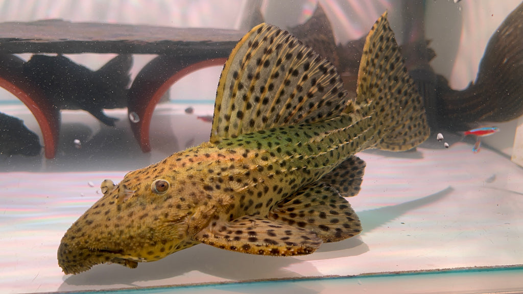 L96野生魚魚道實拍