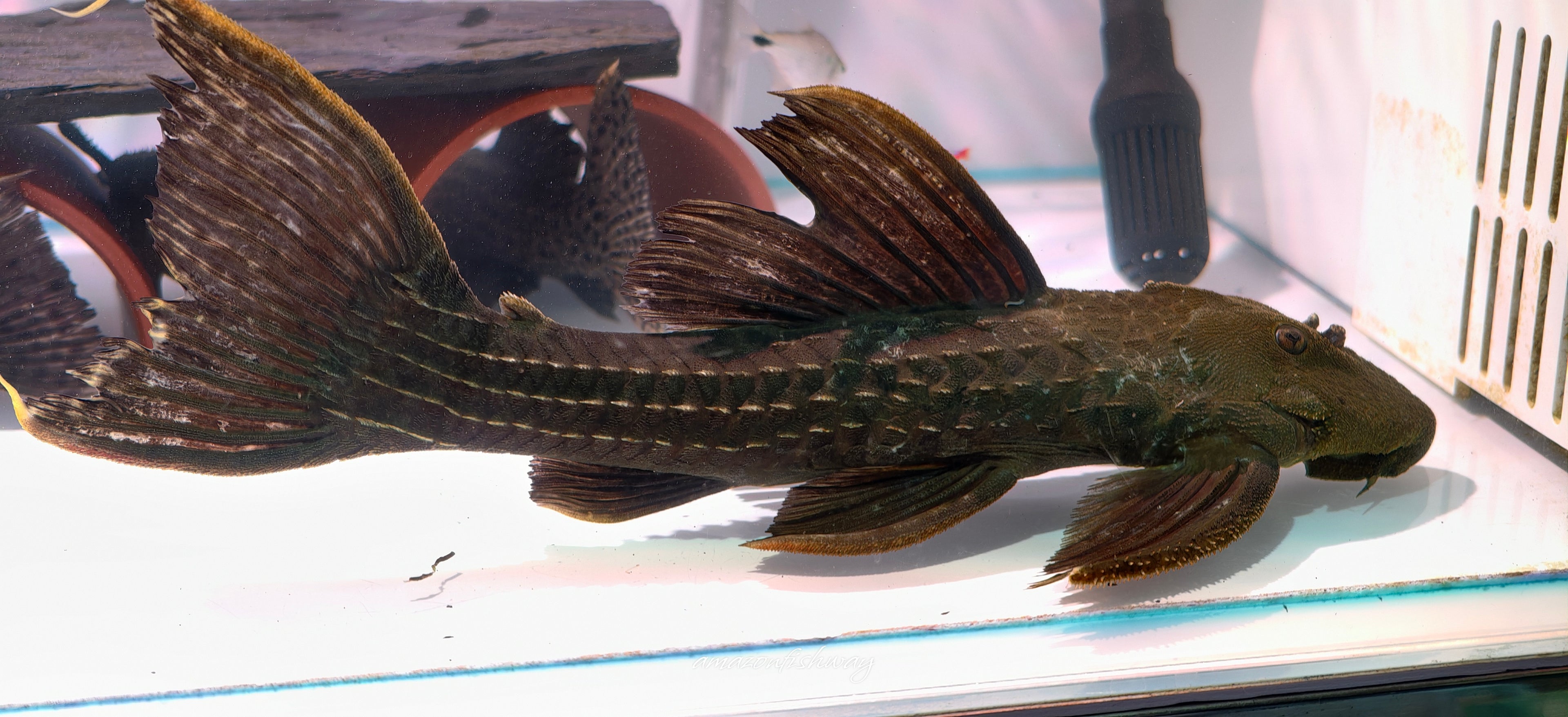 L2464 Pseudacanthicus sp