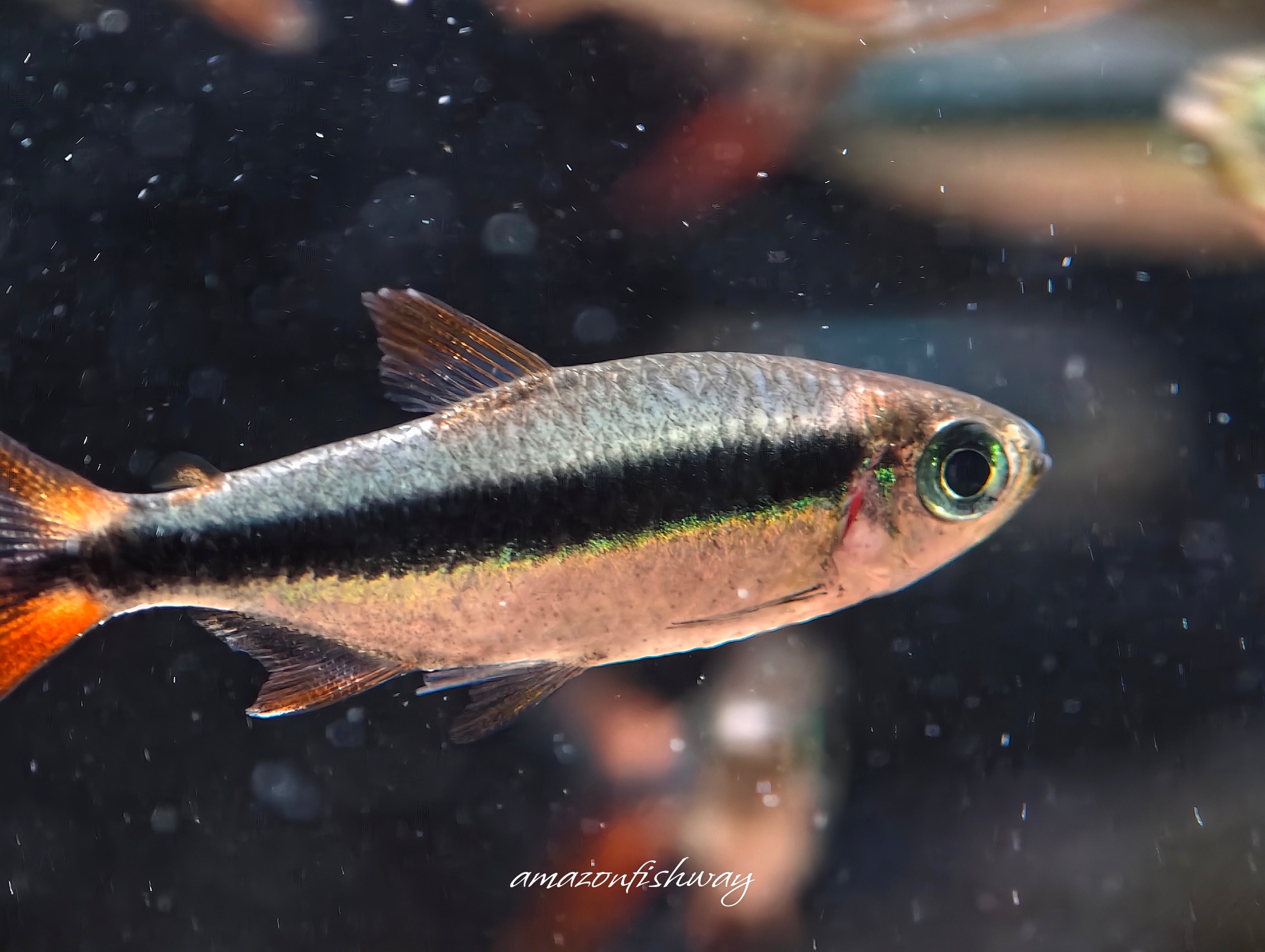 赤焰綠翡翠野生魚魚道實拍 