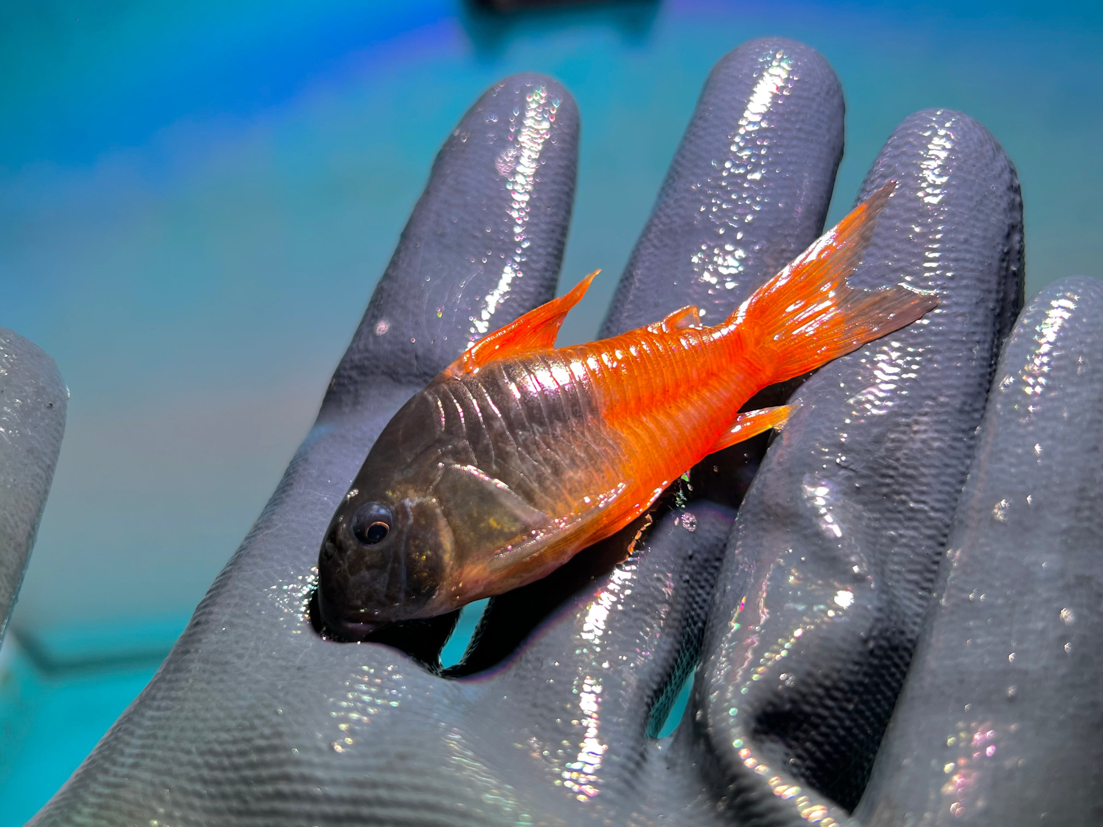 雙色紅帆鼠野生魚實拍 -
AMAZONFISHWAY 魚道