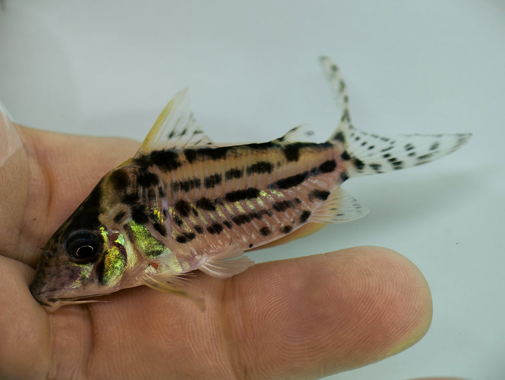 白刺豹鼠野生魚魚道實拍 