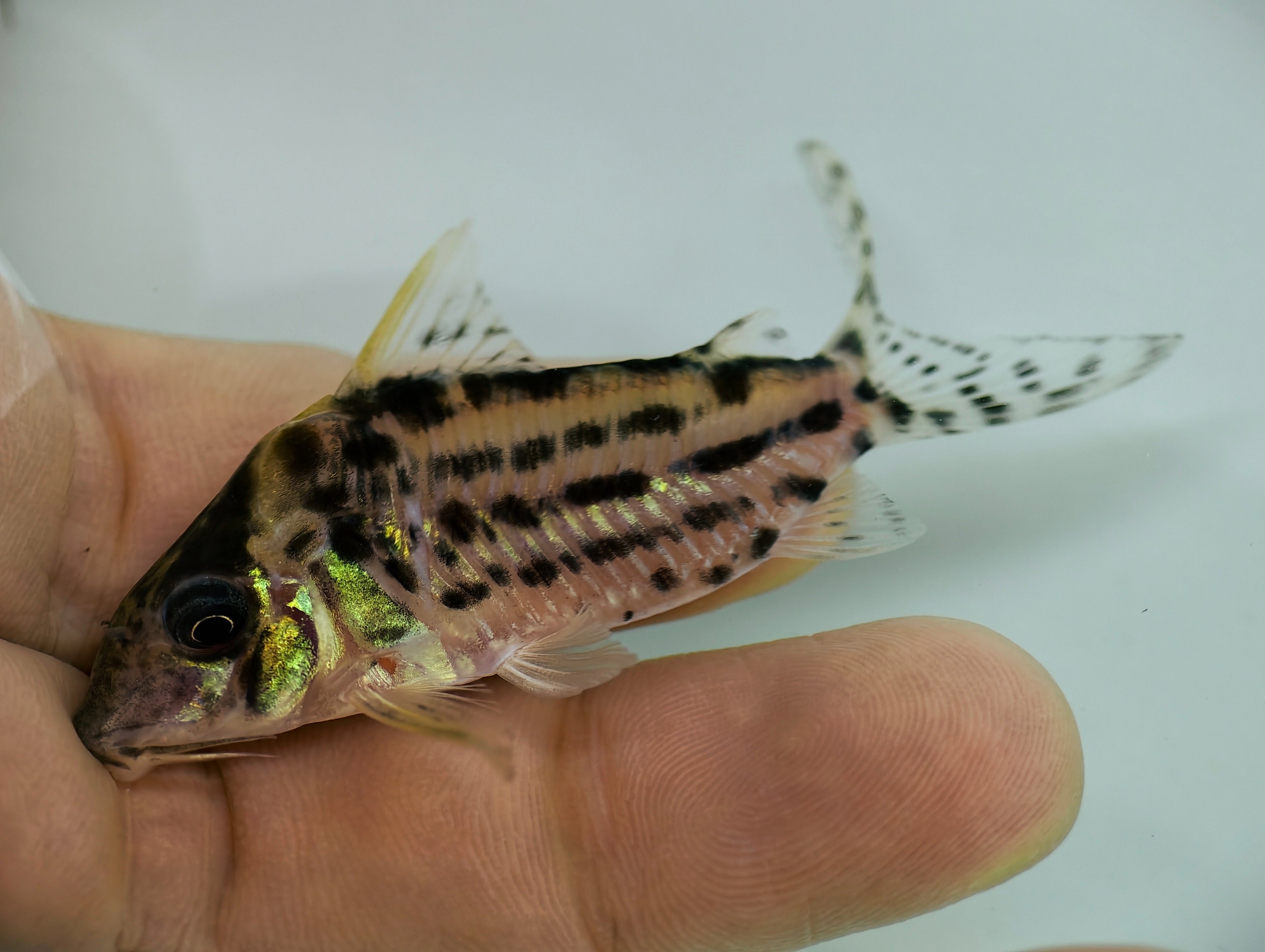 白刺豹鼠野生魚魚道實拍 