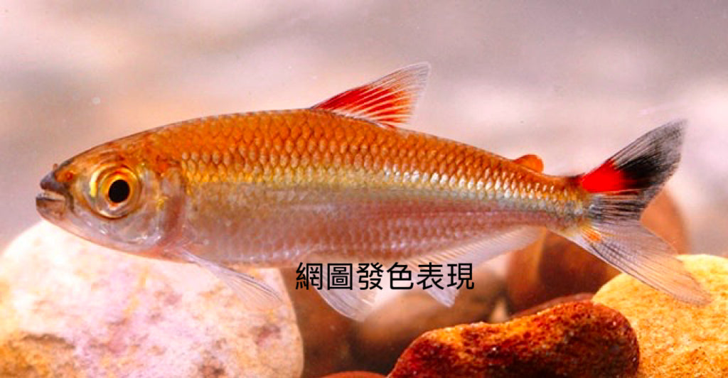 赤焰企鵝河虎野生魚
