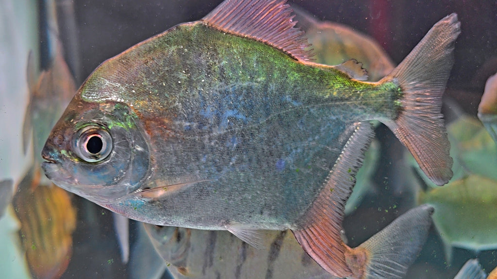 聖菲血痕銀板野生魚魚道實拍 