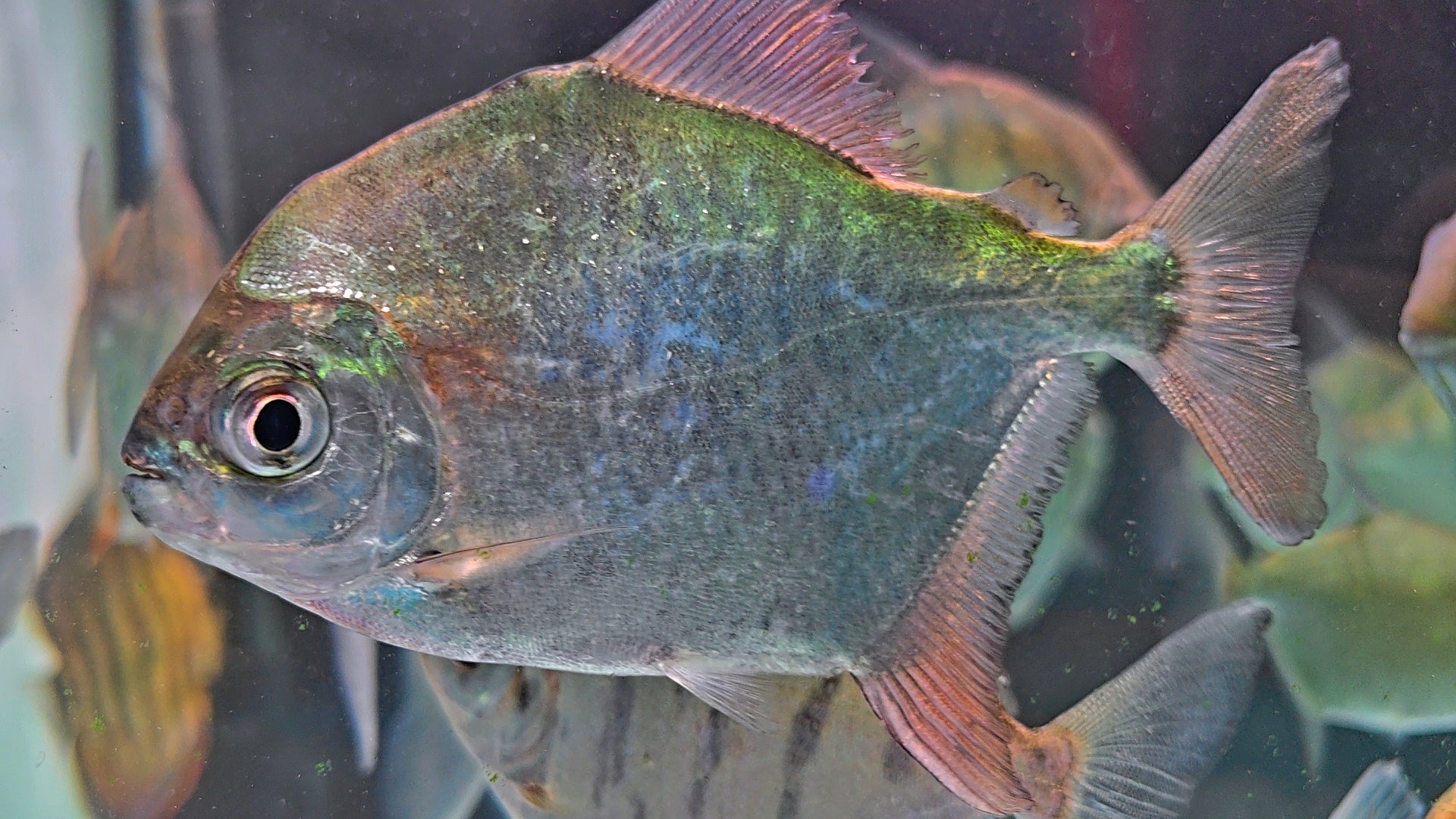 聖菲血痕銀板野生魚魚道實拍 