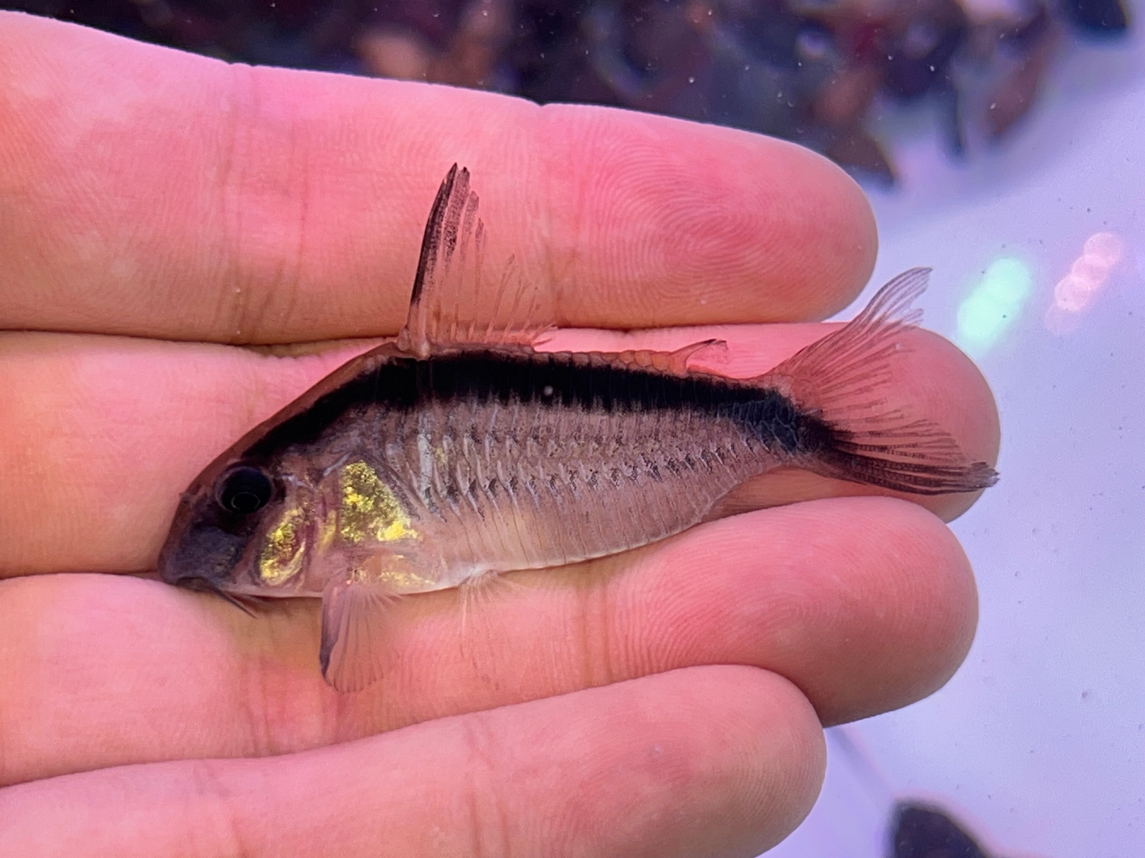 普魯斯印第安野生魚實拍 -
AMAZONFISHWAY 魚道