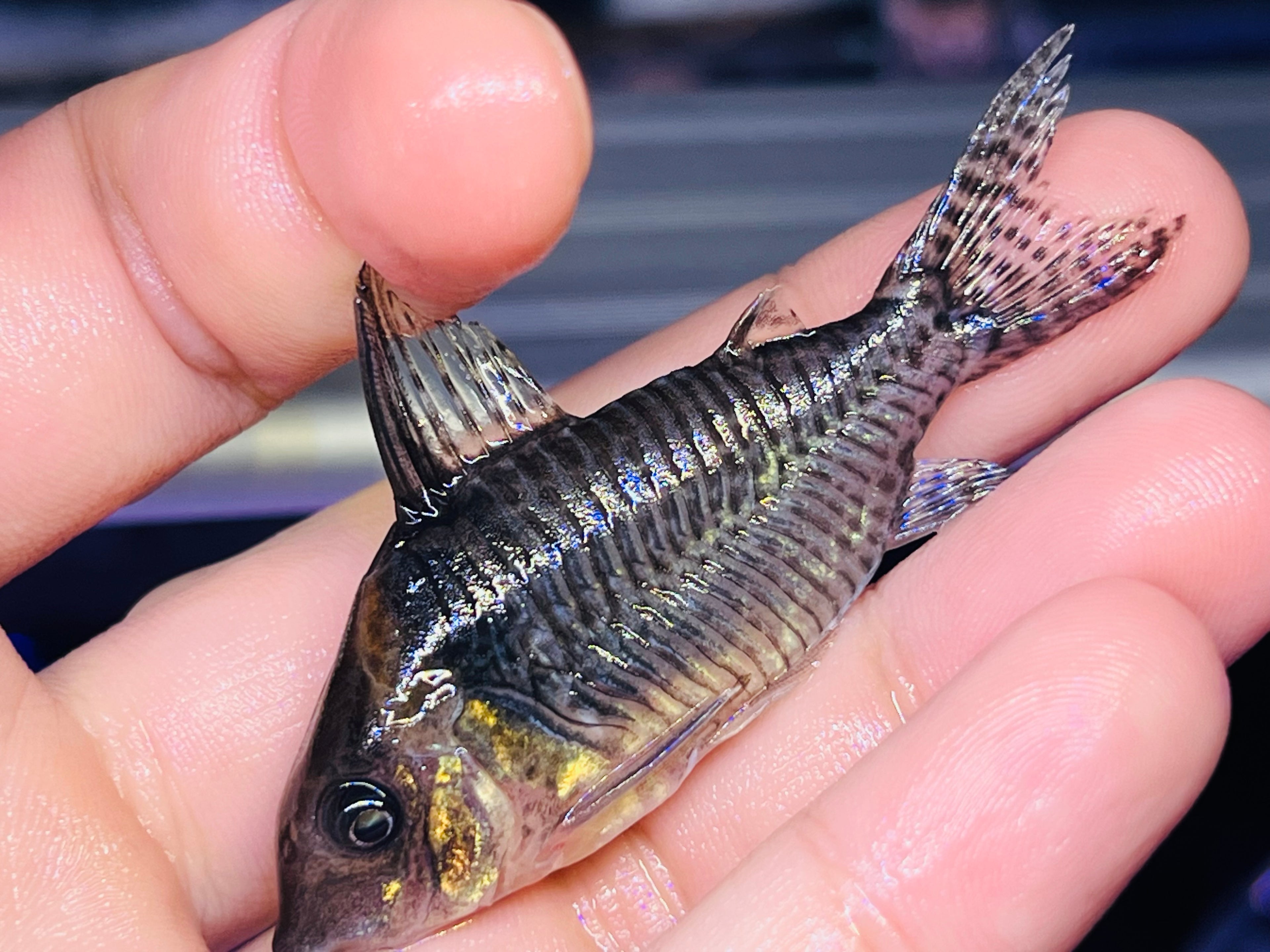 尖吻黑劍紅頭鼠野生魚實拍 -
AMAZONFISHWAY 魚道