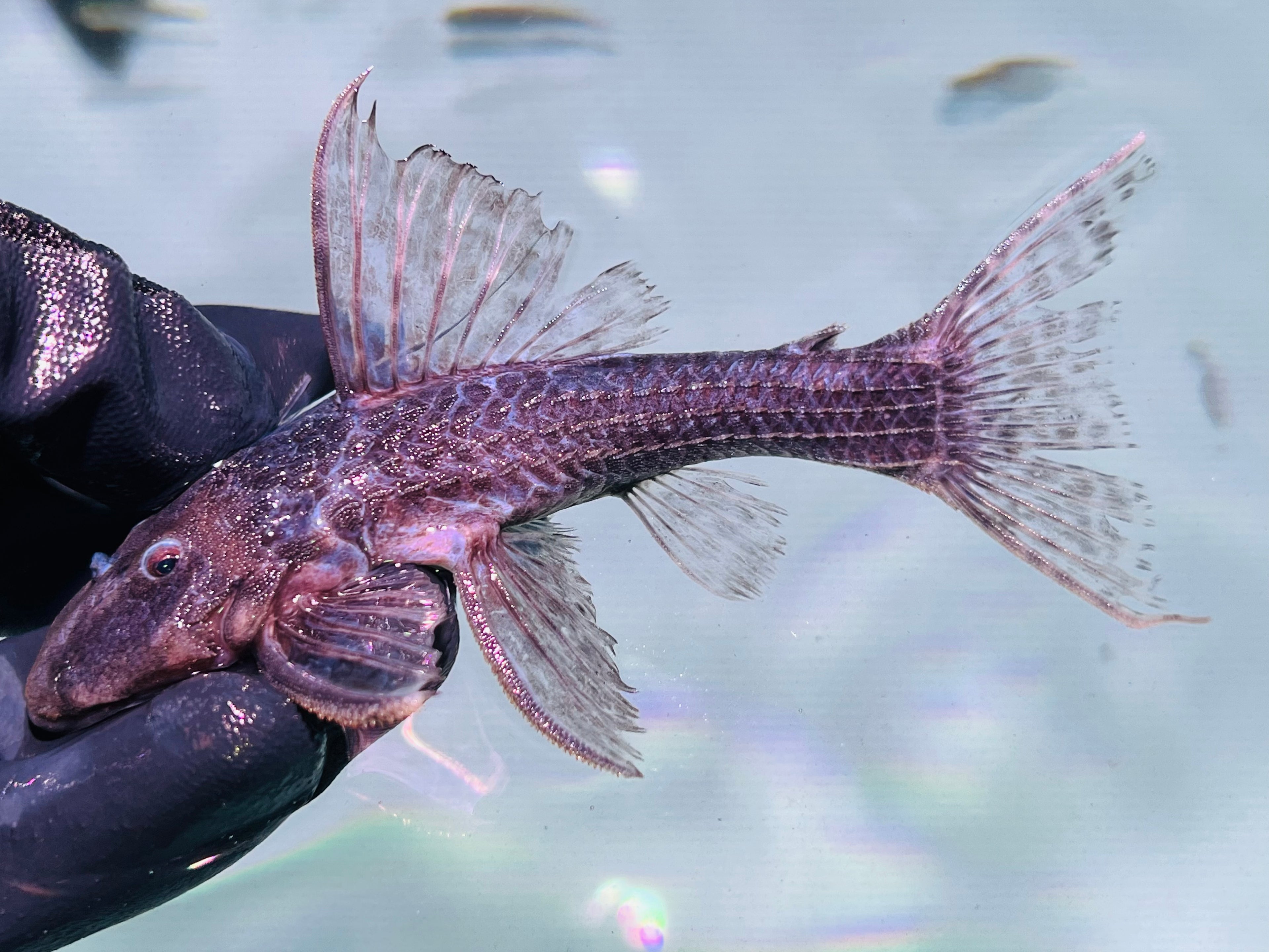 L64 Xingu 5-6寸