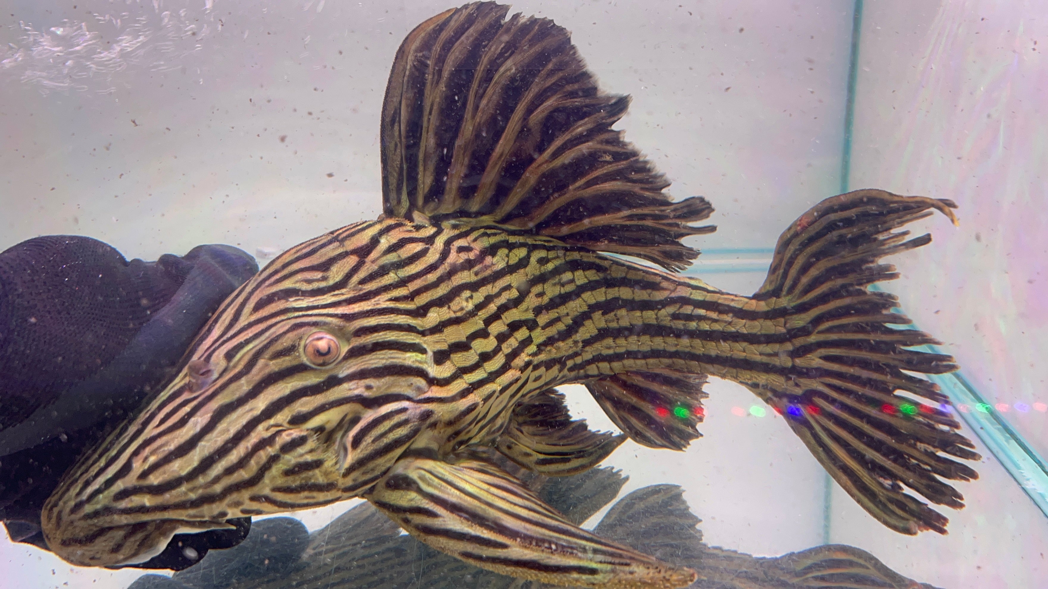 L27D野生魚魚道實拍 