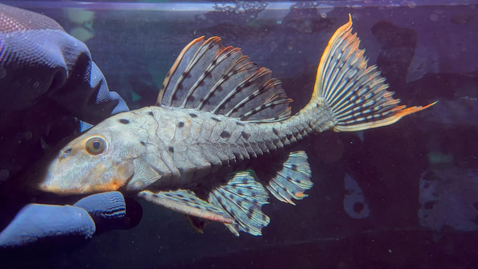 L95野生魚實拍 -
AMAZONFISHWAY 魚道