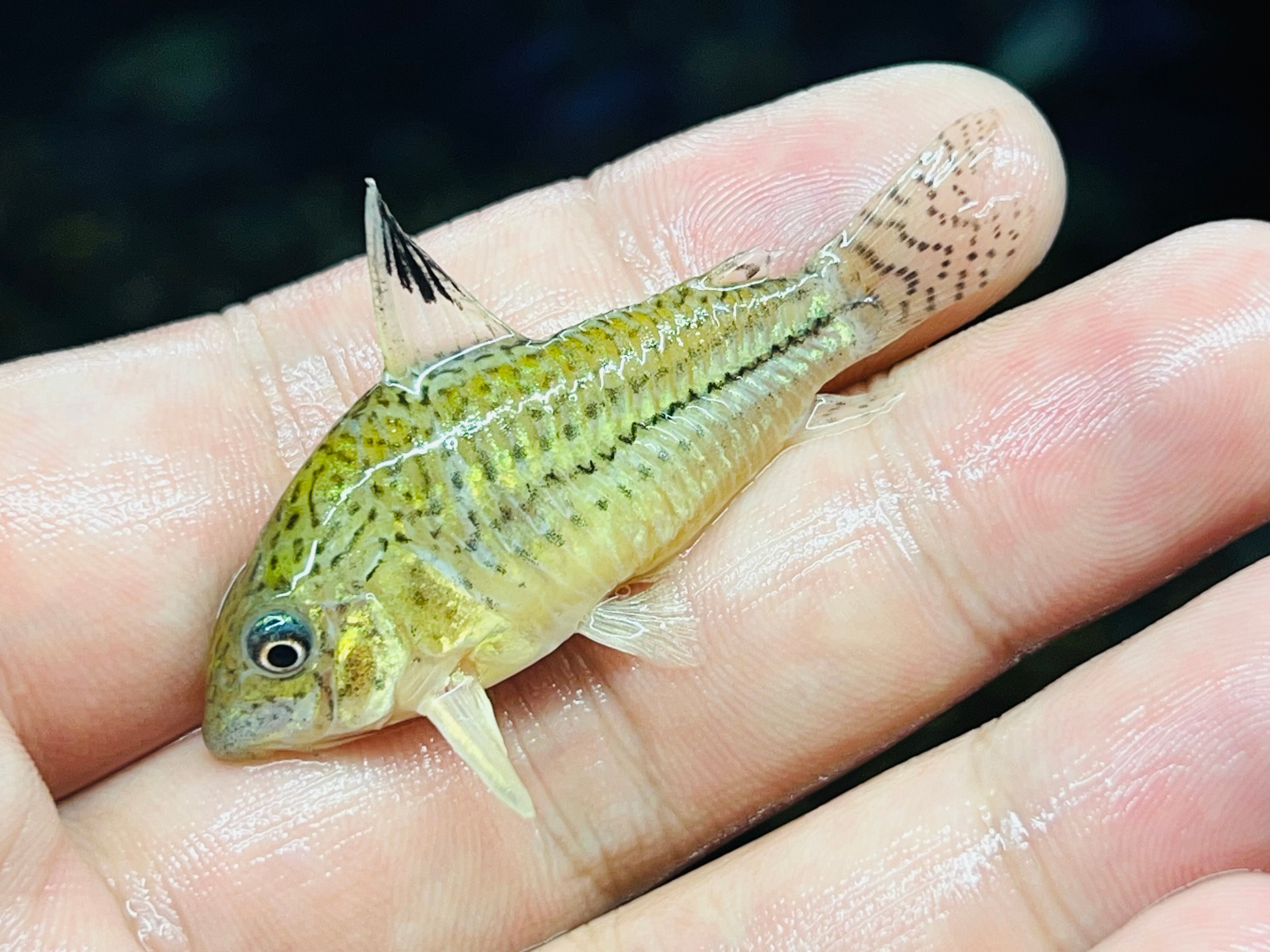 瑪瑙斯茱莉豹鼠野生魚實拍 -
AMAZONFISHWAY 魚道