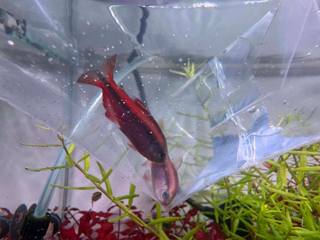 超級紅魔鬼燈野生實拍-
客人回相-
AMAZONFISHWAY 魚道