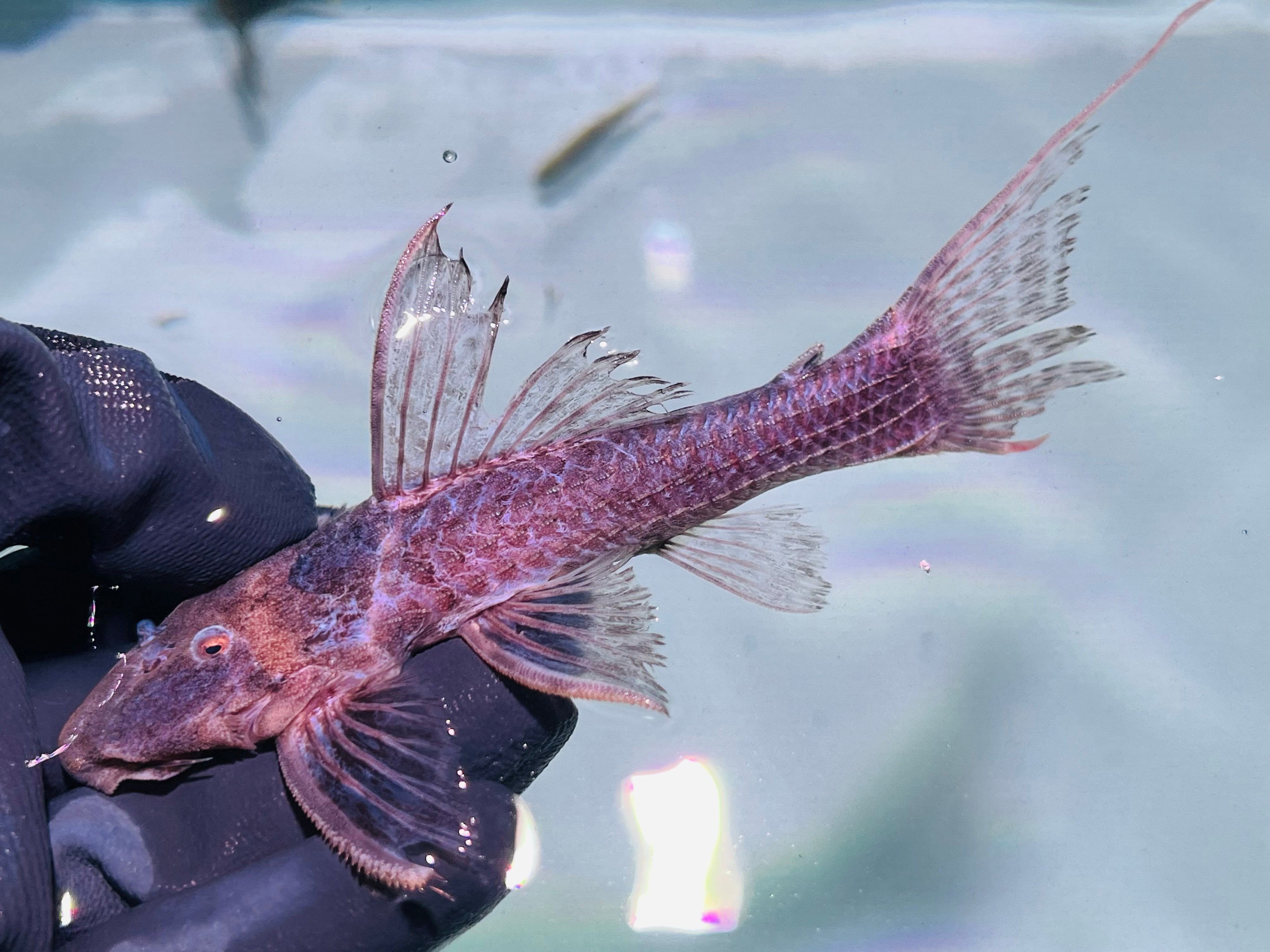 L64 Xingu 5-6寸