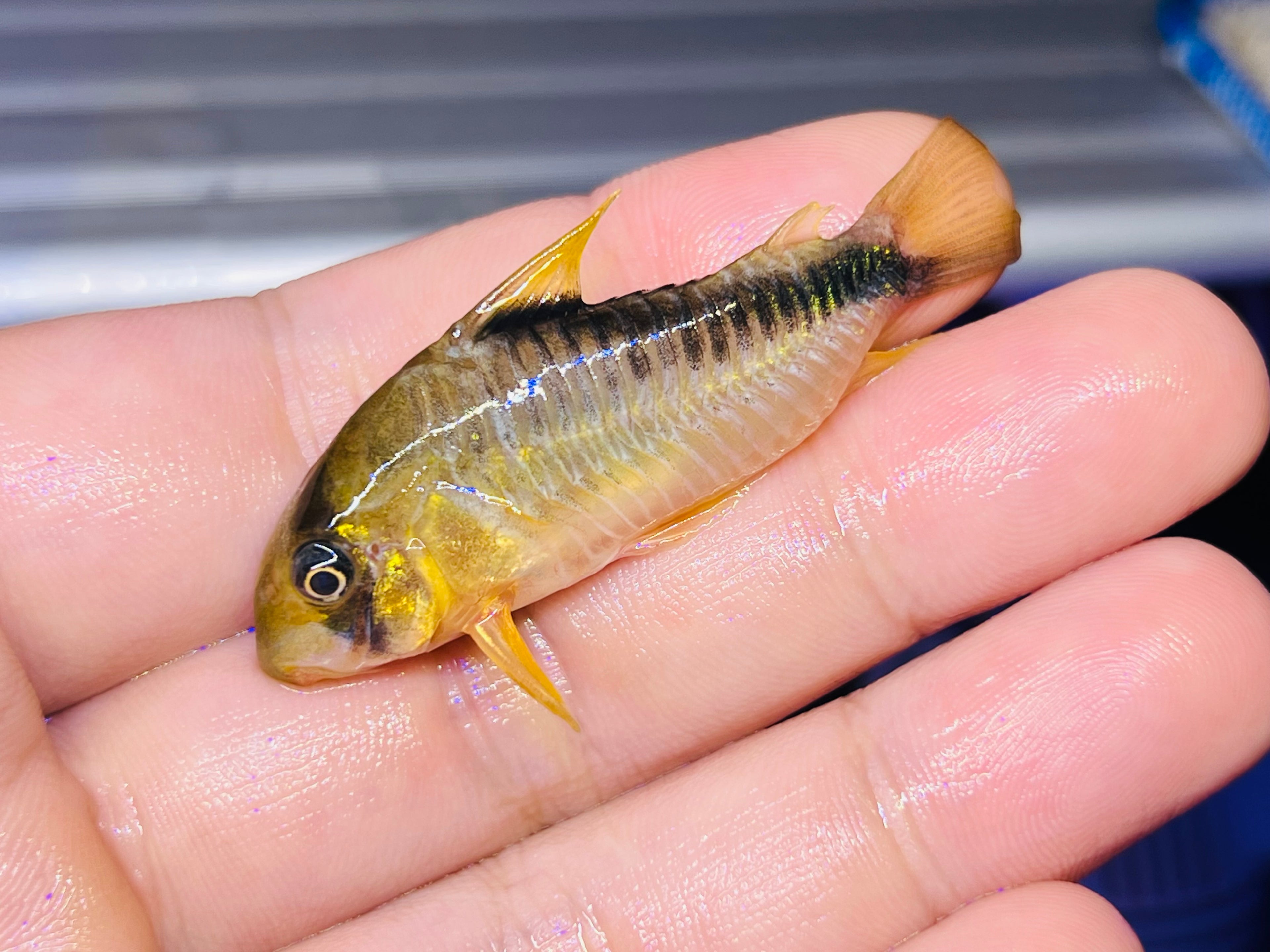 檸檬大衛鼠野生魚實拍 -
AMAZONFISHWAY 魚道