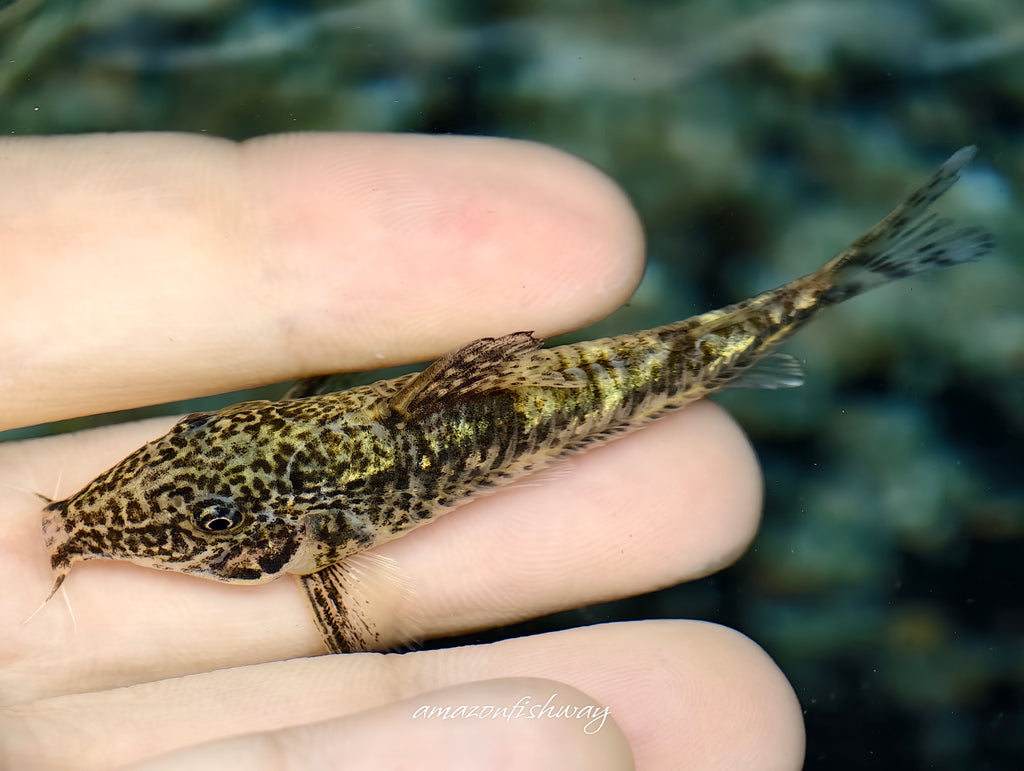太空飛鼠野生魚魚道實拍 