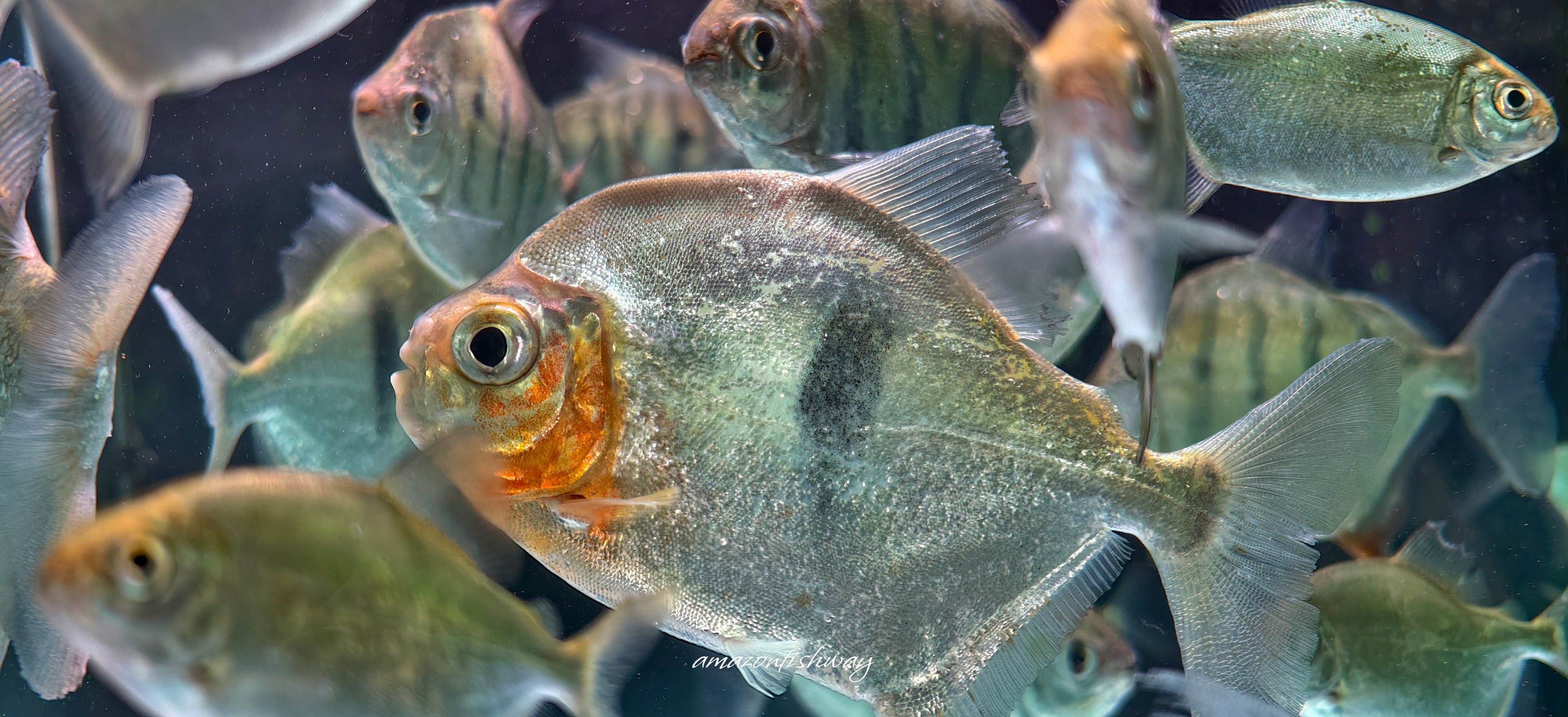 紫艷銀板野生魚魚道實拍 