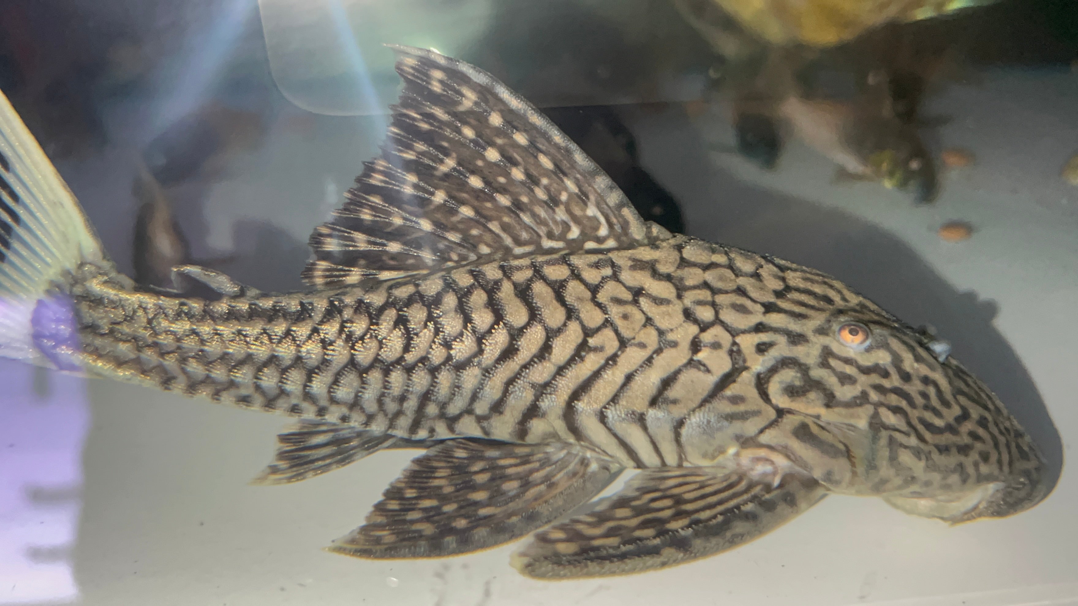 L90J野生魚魚道實拍 