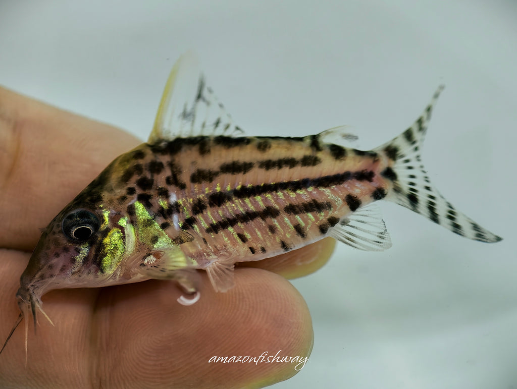 白刺豹鼠野生魚魚道實拍 