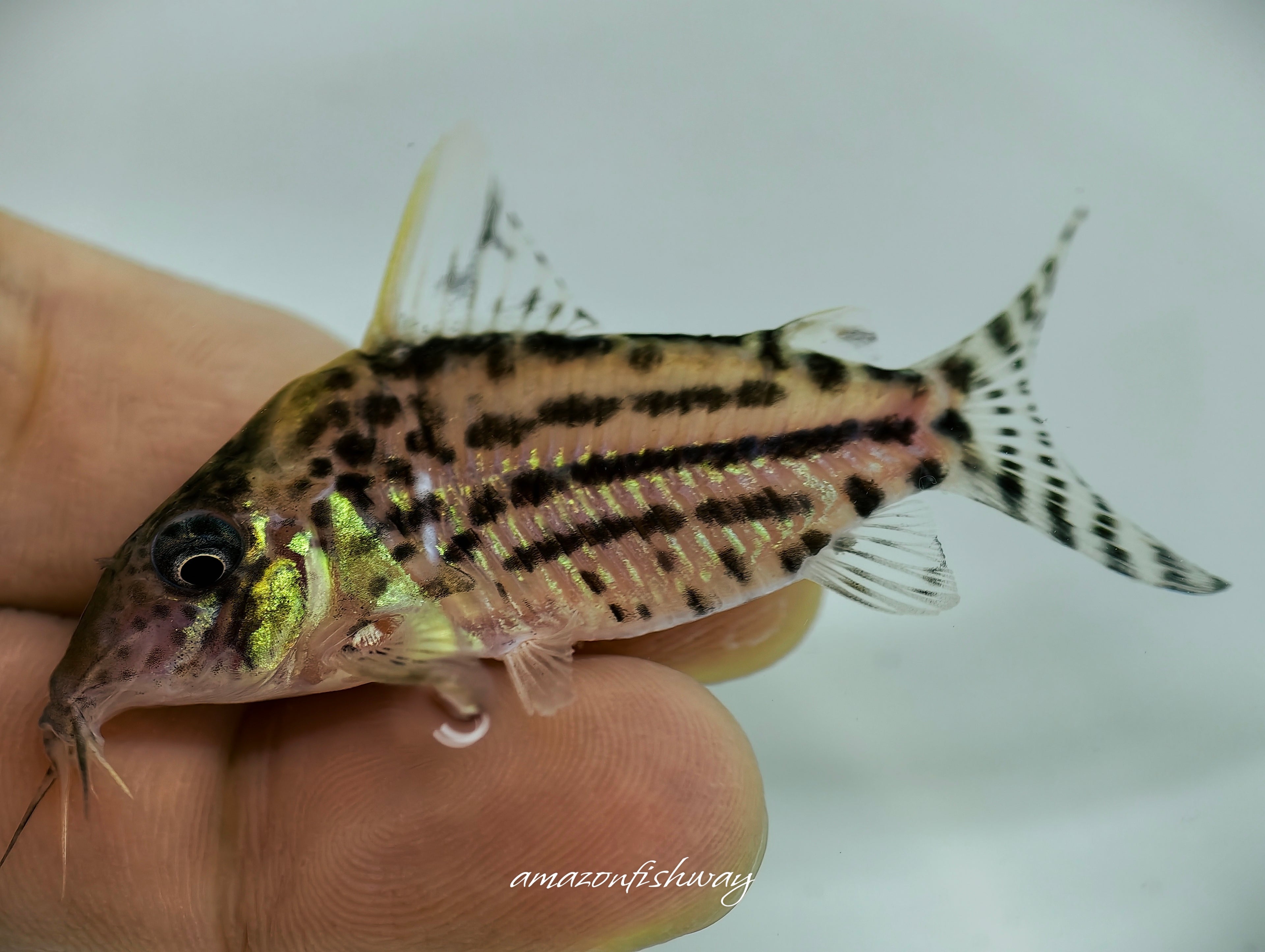 白刺豹鼠野生魚魚道實拍 