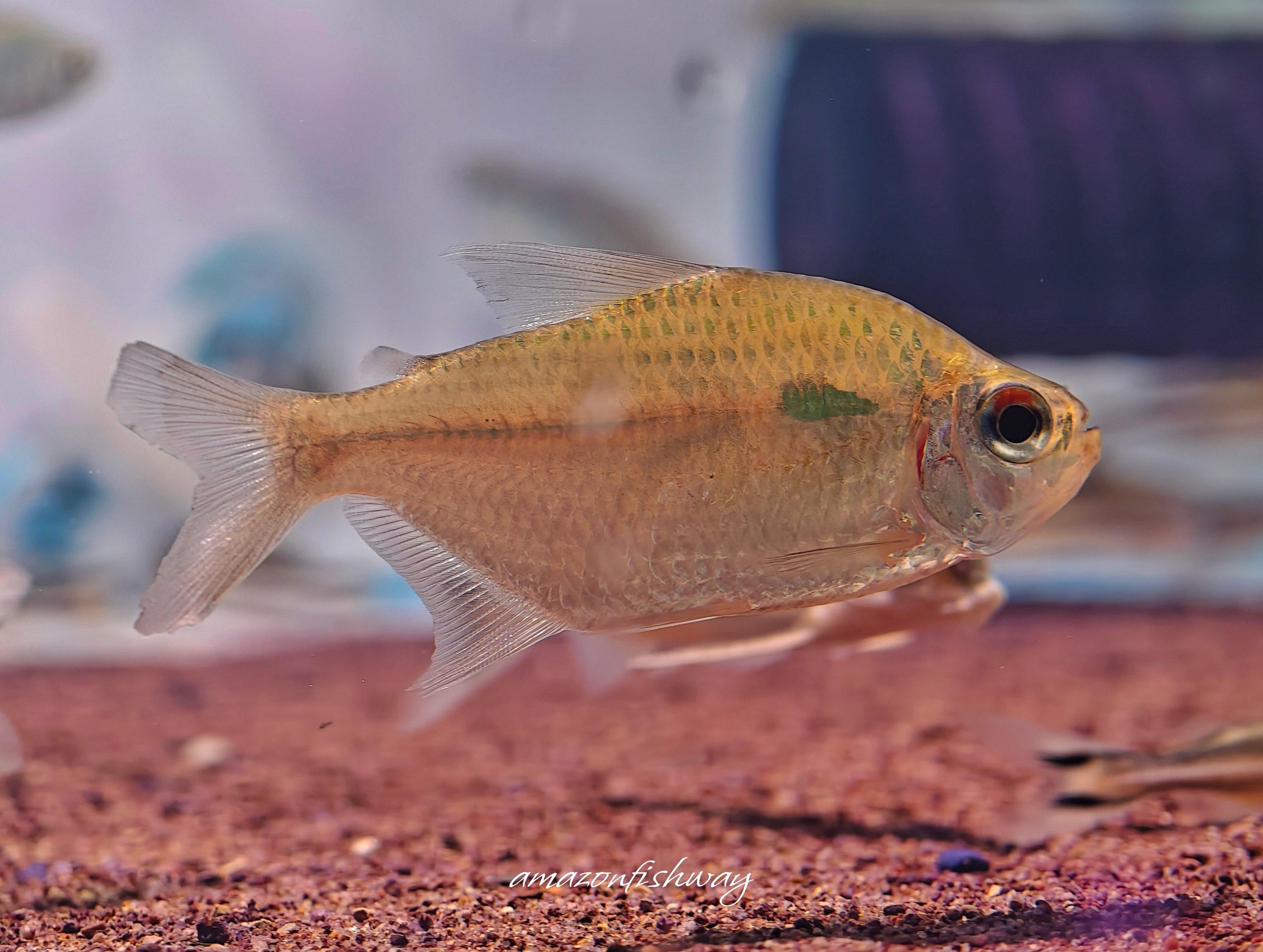 大目淚眼鑽石燈生魚魚道實拍 