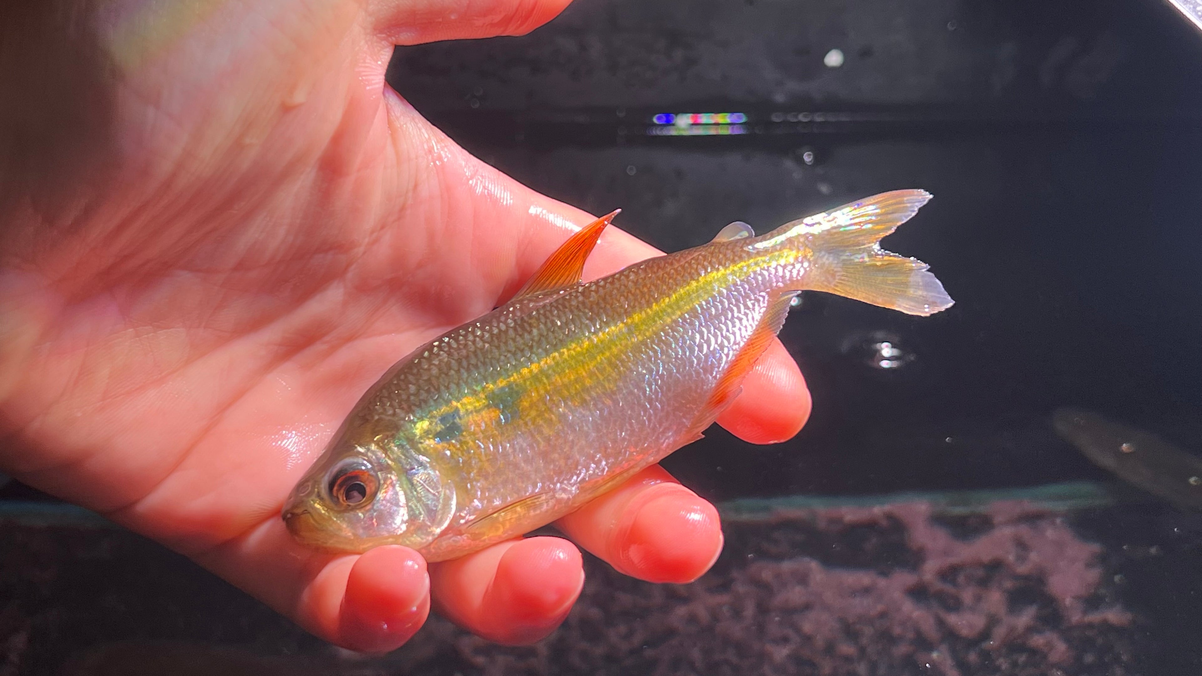 粉紅鑽石河虎野生魚魚道實拍 