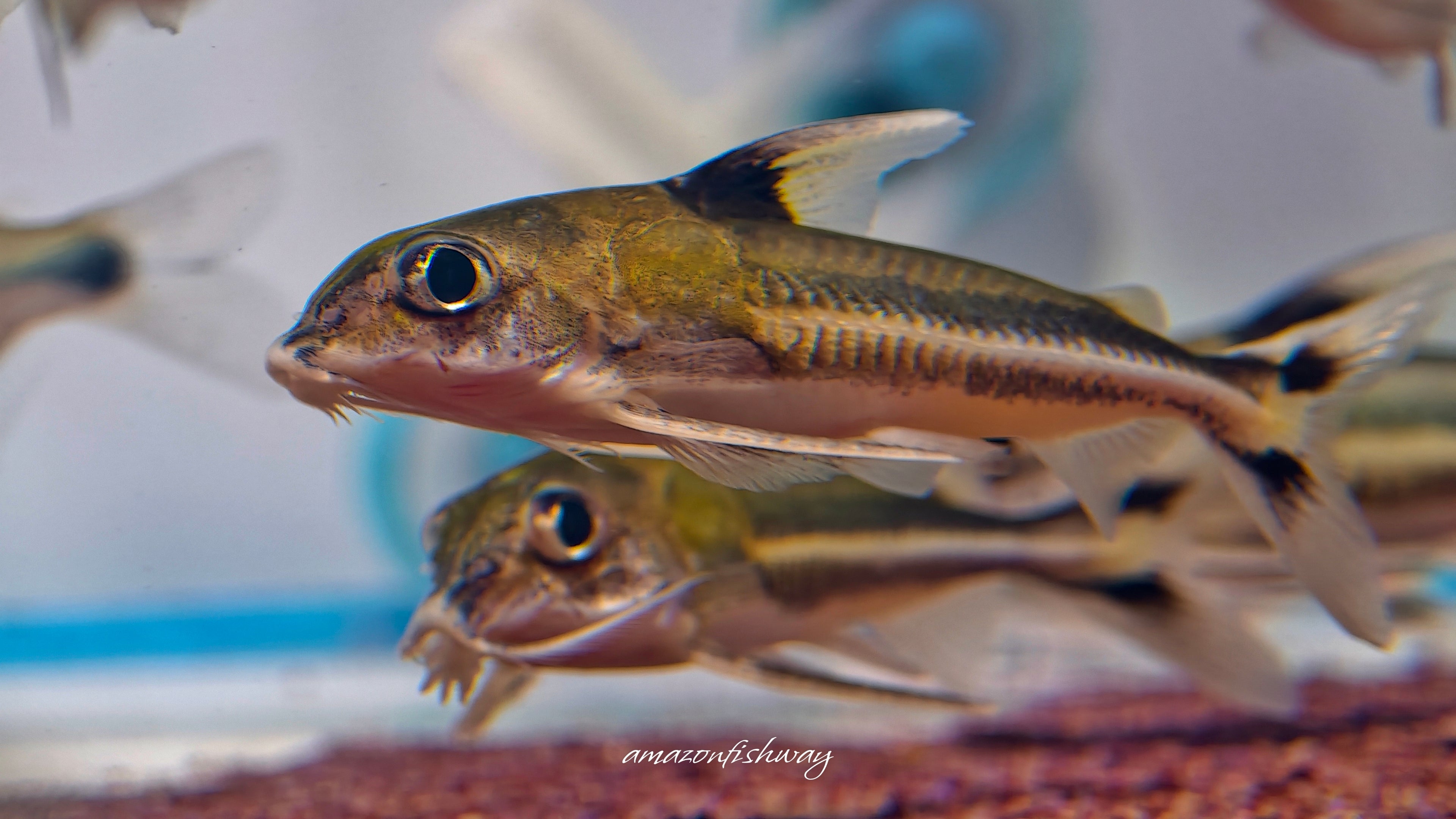 二線海豚野生魚實拍 