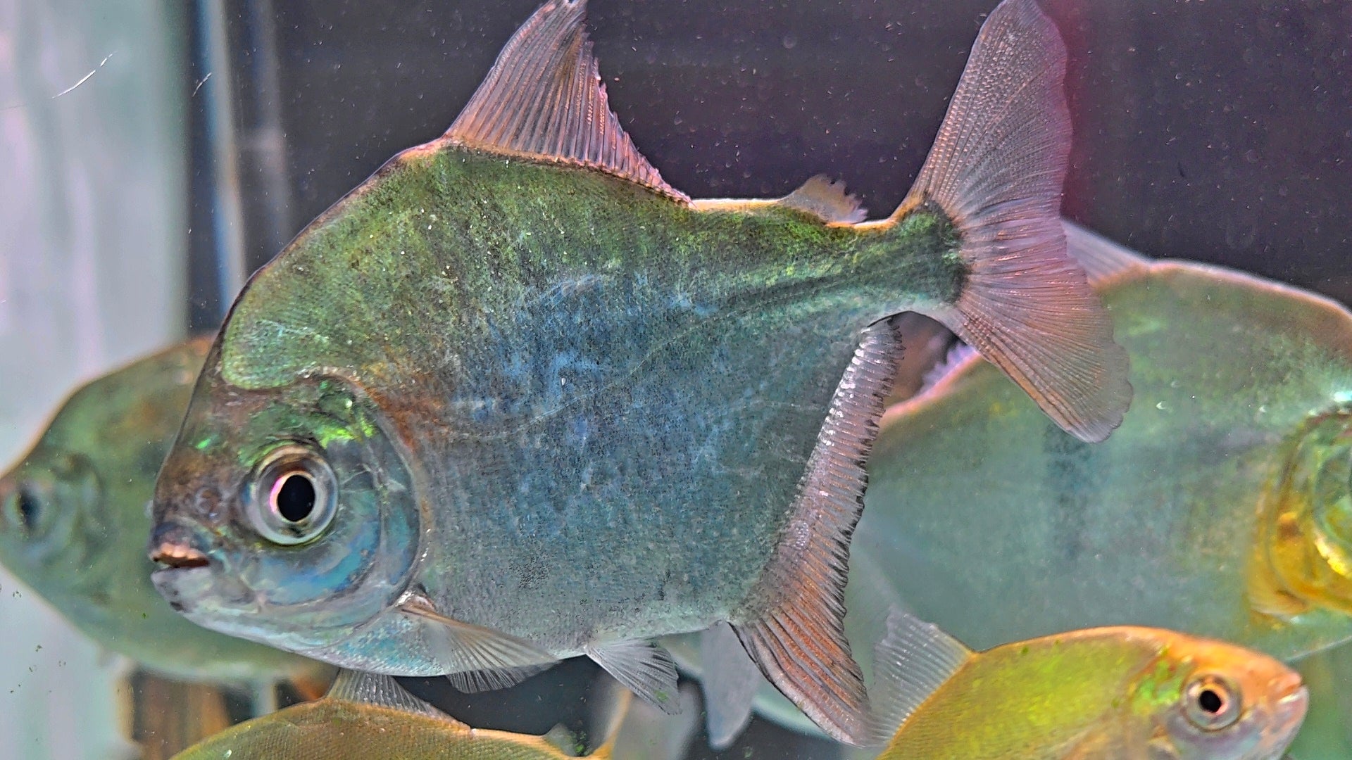 聖菲血痕銀板野生魚魚道實拍 