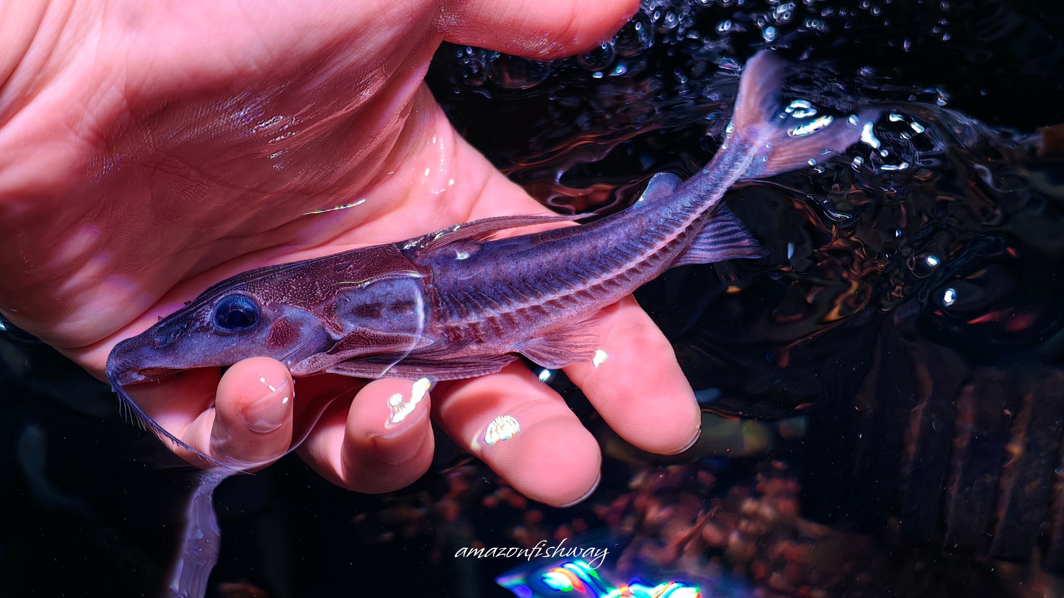 莫里西長鼻藍海豚鐵甲野生魚實拍 