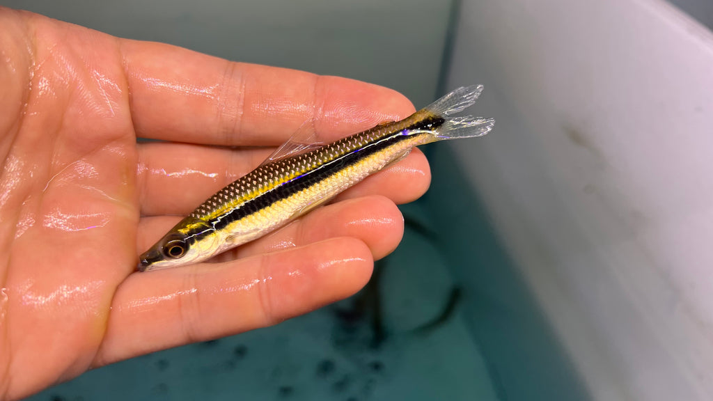 白金二線跳鱸野生魚魚道實拍 